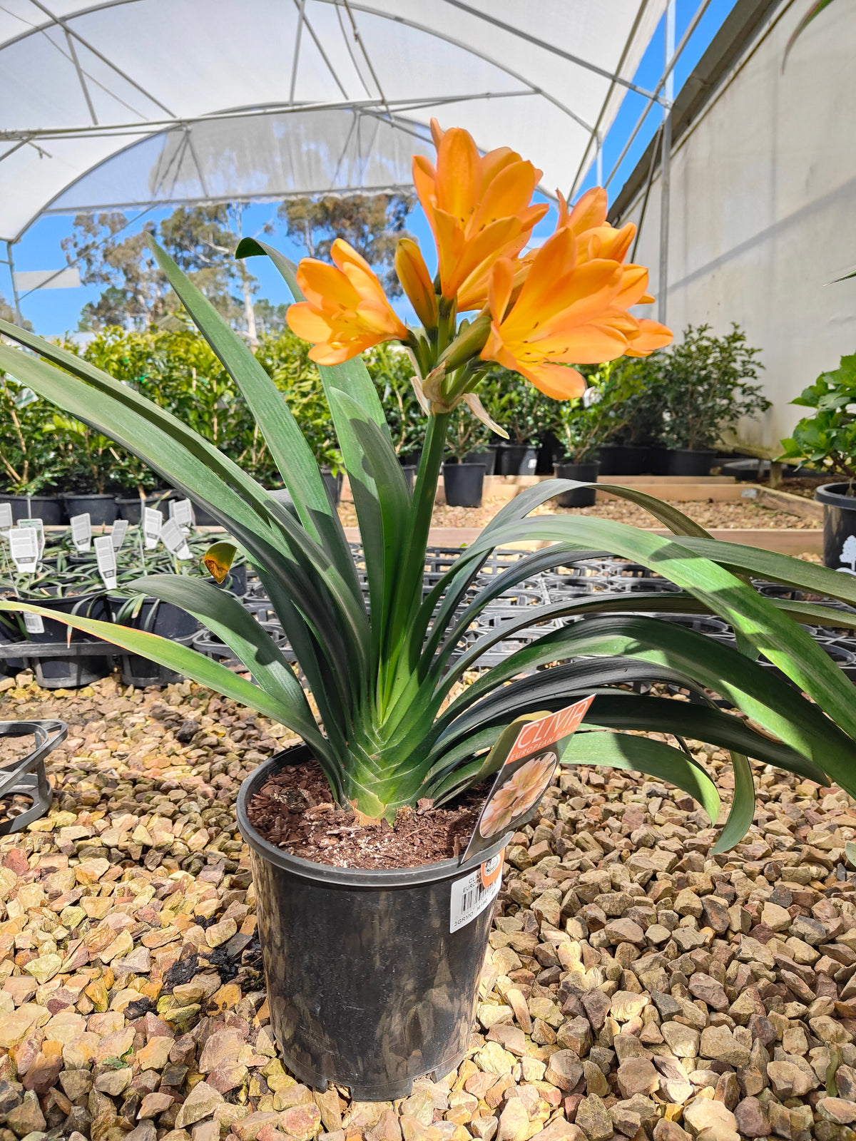 PL0013 Clivia European Peach, 欧洲蜜桃色君子兰, 17 cm & 25cm  pot