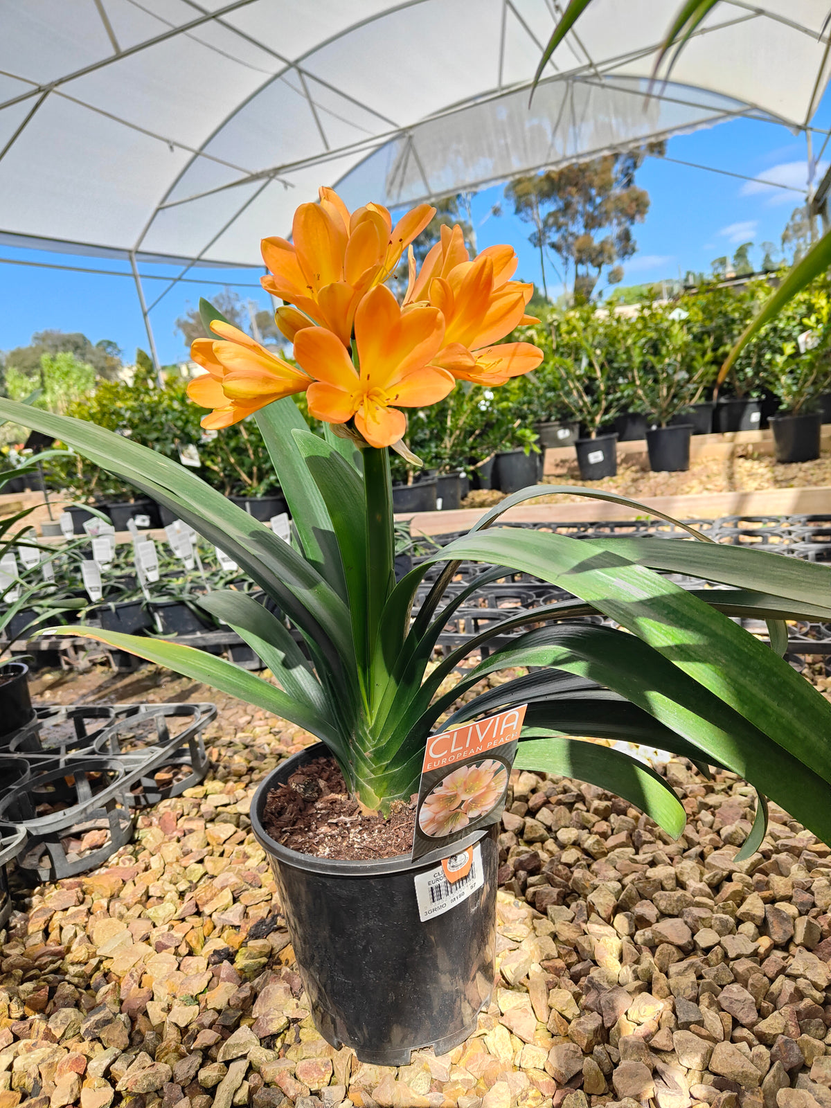 PL0013 Clivia European Peach, 欧洲蜜桃色君子兰, 17 cm & 25cm  pot