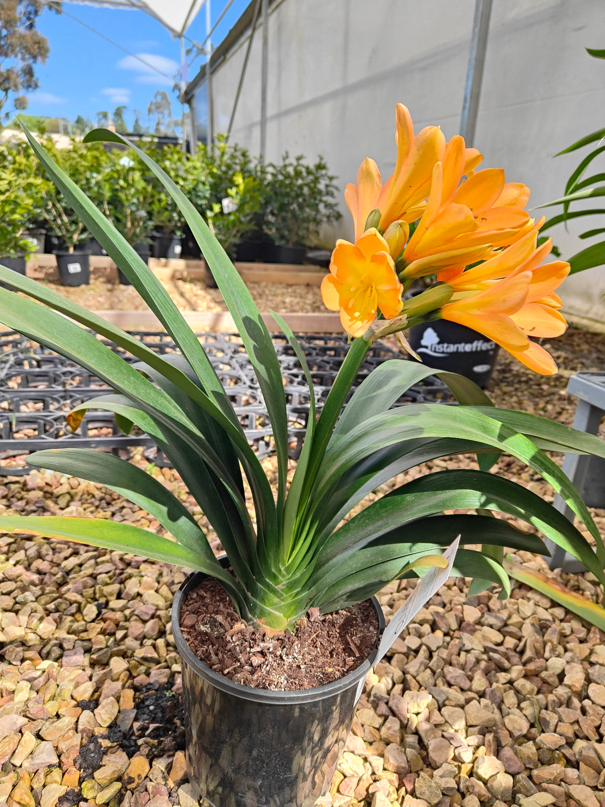 PL0013 Clivia European Peach, 欧洲蜜桃色君子兰, 17 cm & 25cm  pot