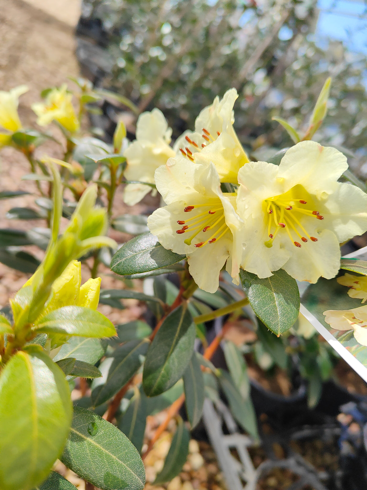 PL0038 Rhododendron, Rhododendron hybrida 杜鹃花 Pot Sizes:  20 cm, 40 cm