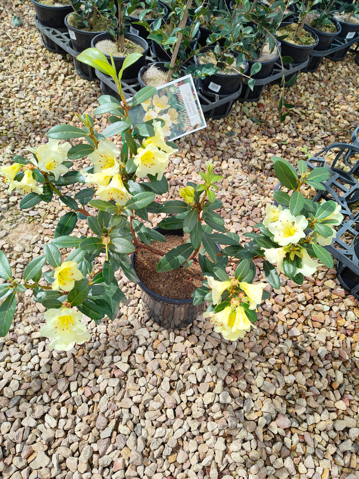 PL0038 Rhododendron, Rhododendron hybrida 杜鹃花 Pot Sizes:  20 cm, 40 cm