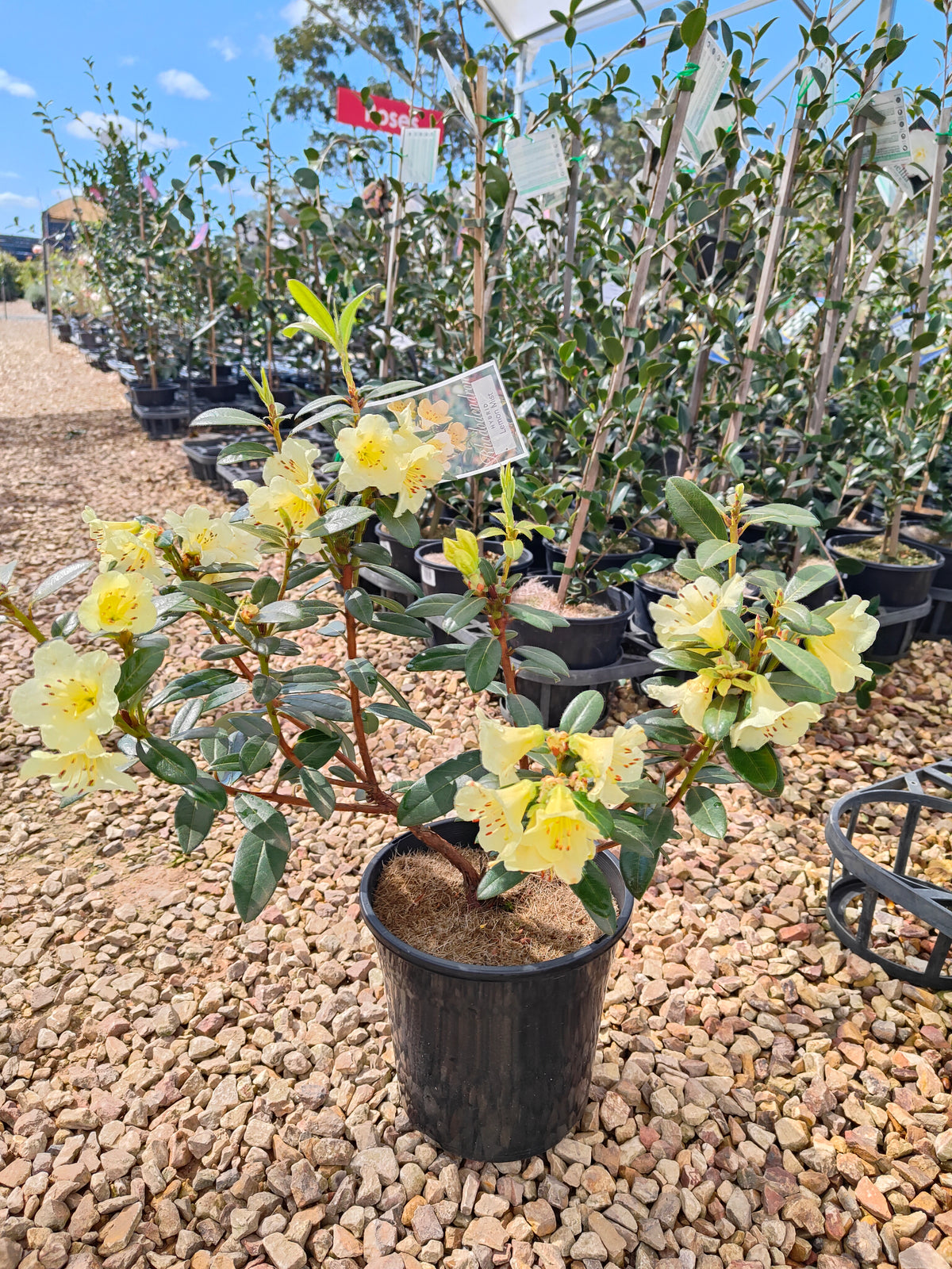 PL0038 Rhododendron, Rhododendron hybrida 杜鹃花 Pot Sizes:  20 cm, 40 cm