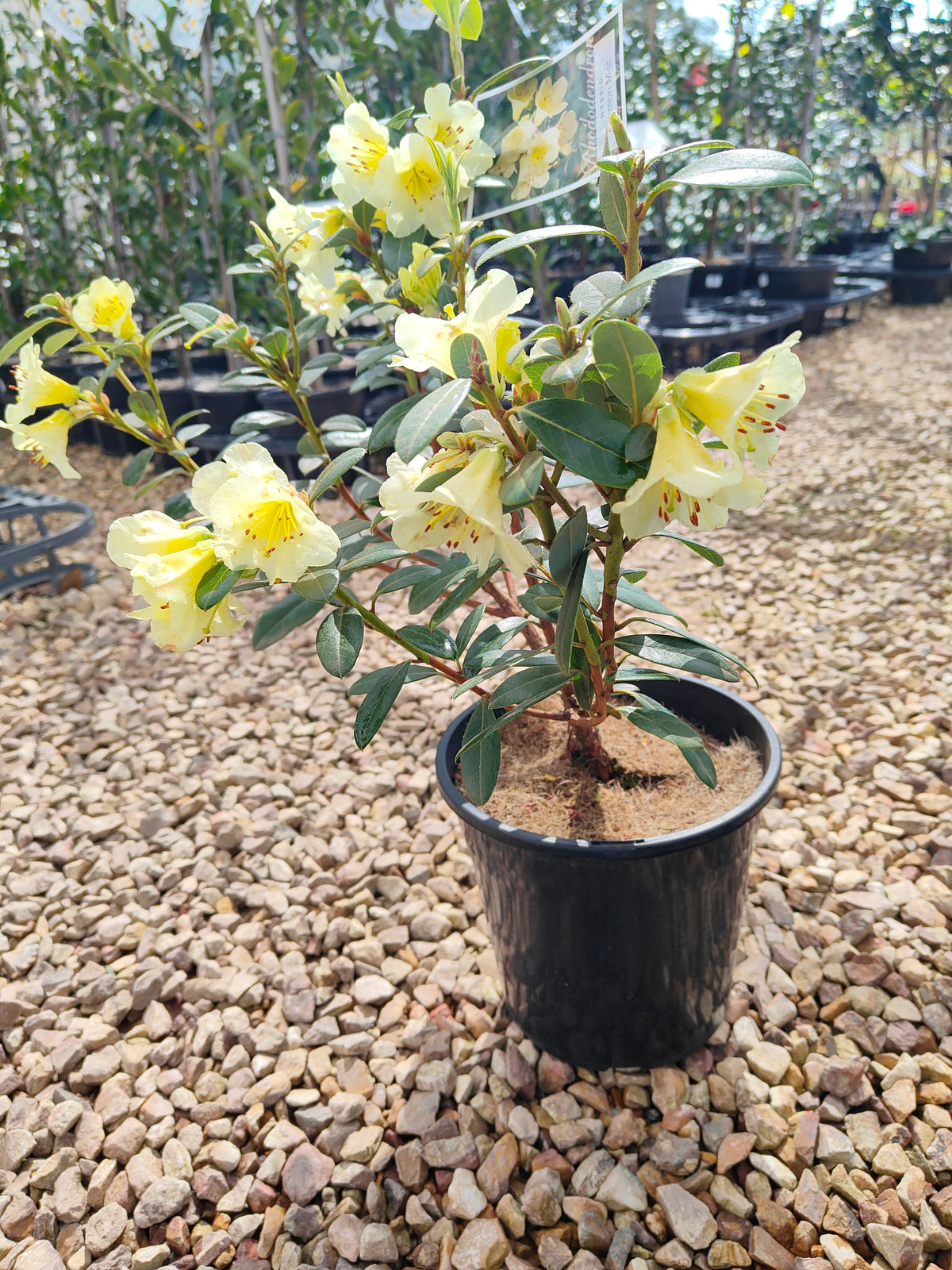 PL0038 Rhododendron, Rhododendron hybrida 杜鹃花 Pot Sizes:  20 cm, 40 cm