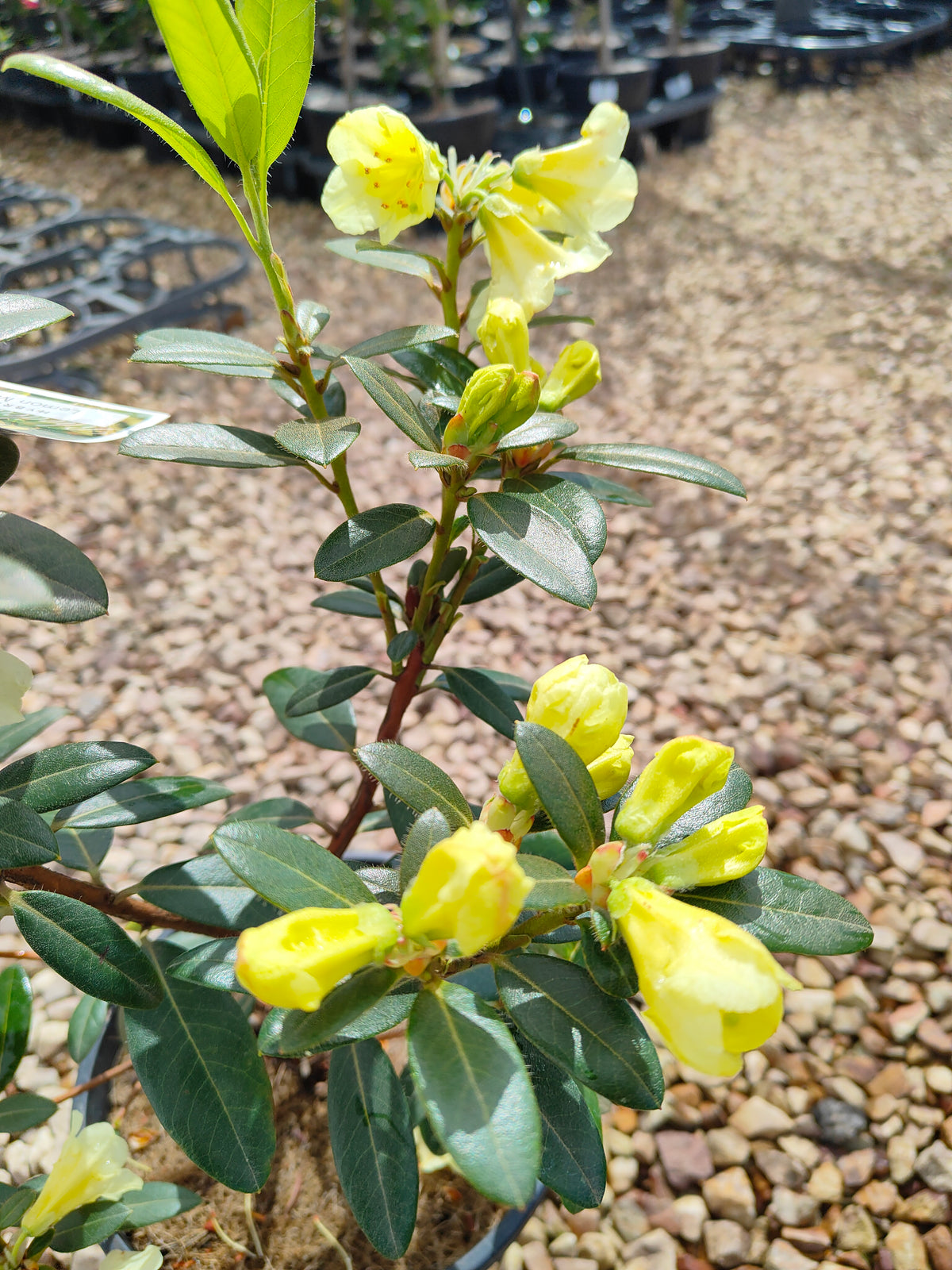 PL0038 Rhododendron, Rhododendron hybrida 杜鹃花 Pot Sizes:  20 cm, 40 cm