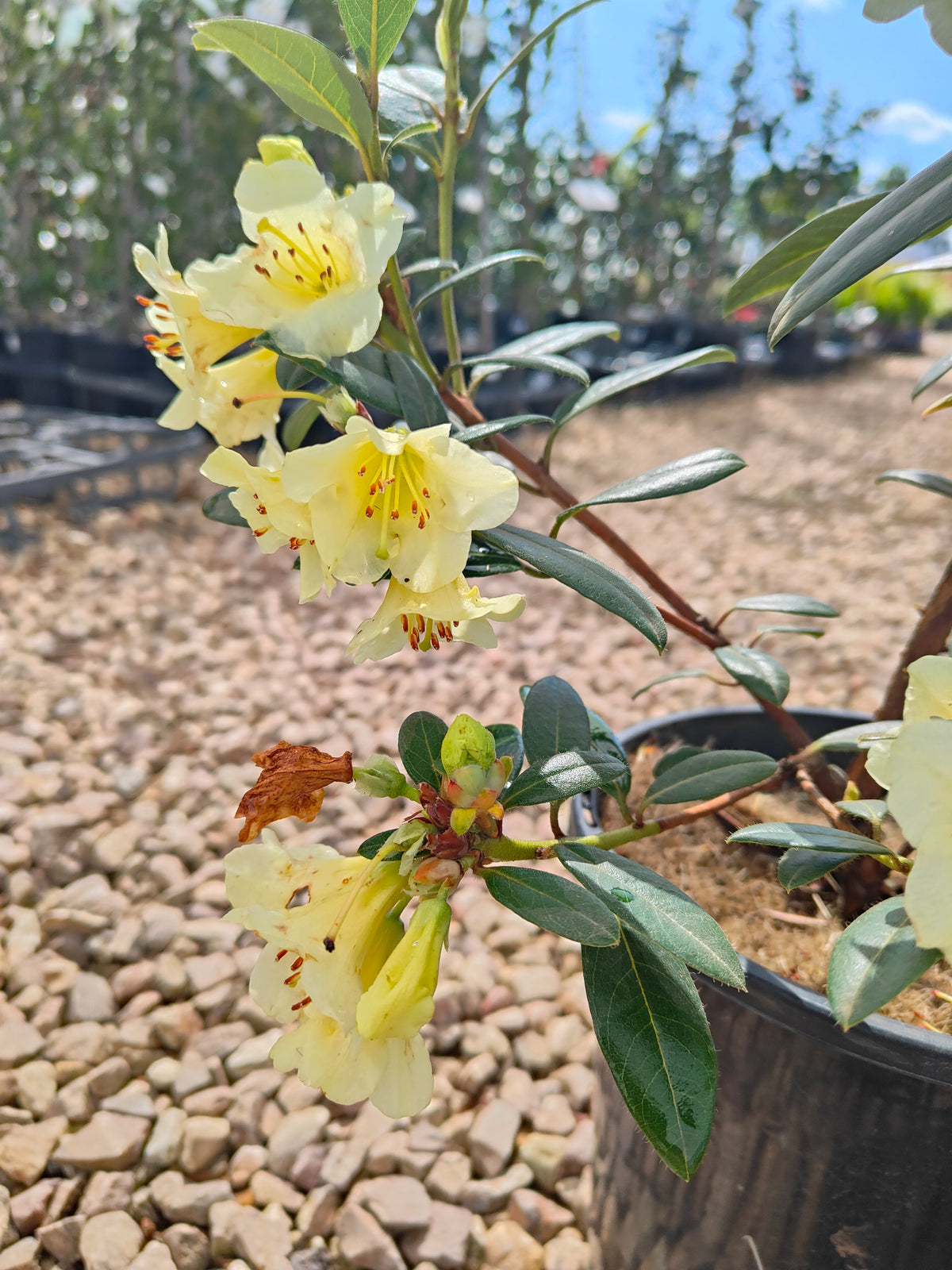 PL0038 Rhododendron, Rhododendron hybrida 杜鹃花 Pot Sizes:  20 cm, 40 cm