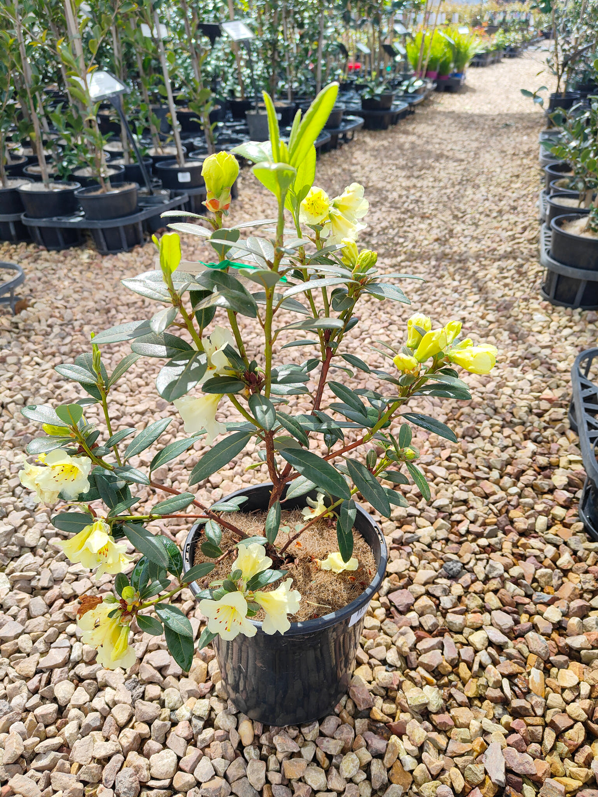PL0038 Rhododendron, Rhododendron hybrida 杜鹃花 Pot Sizes:  20 cm, 40 cm
