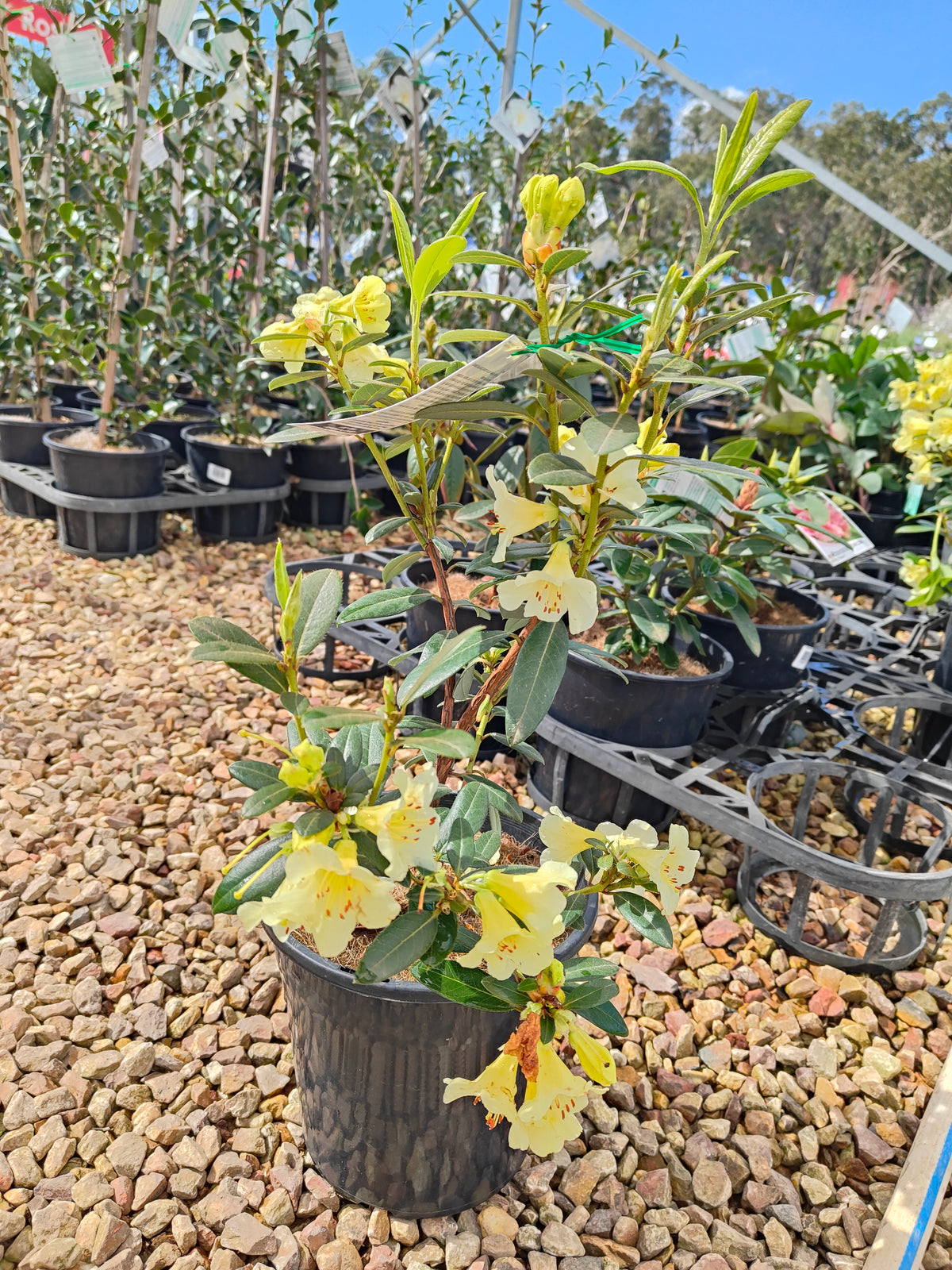 PL0038 Rhododendron, Rhododendron hybrida 杜鹃花 Pot Sizes:  20 cm, 40 cm
