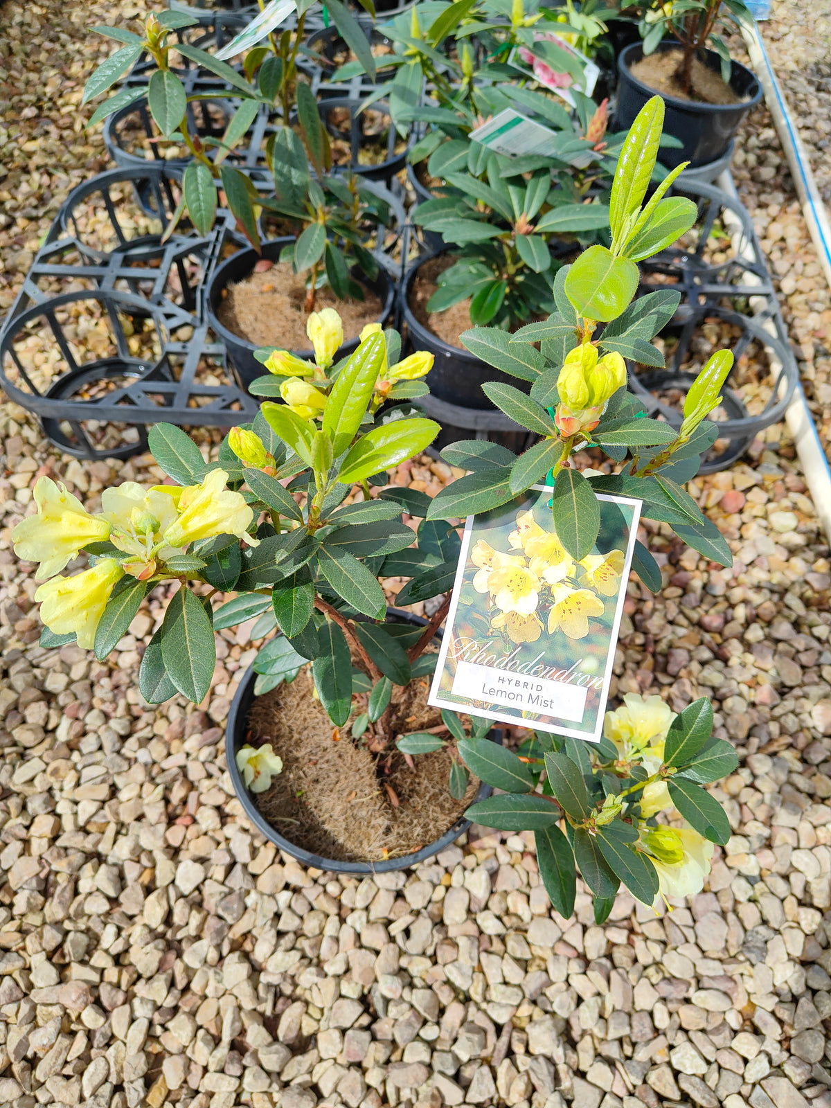 PL0038 Rhododendron, Rhododendron hybrida 杜鹃花 Pot Sizes:  20 cm, 40 cm