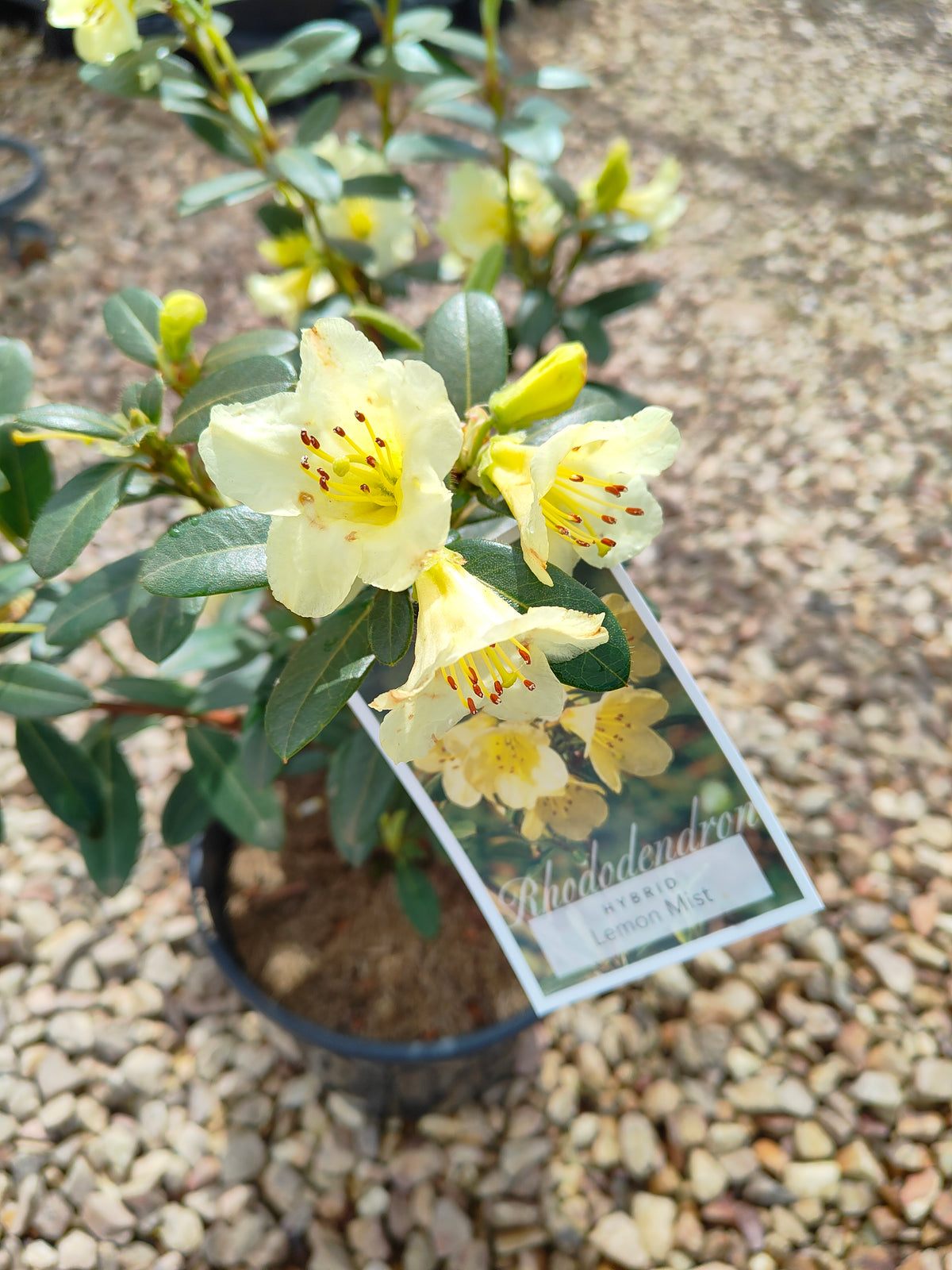 PL0038 Rhododendron, Rhododendron hybrida 杜鹃花 Pot Sizes:  20 cm, 40 cm