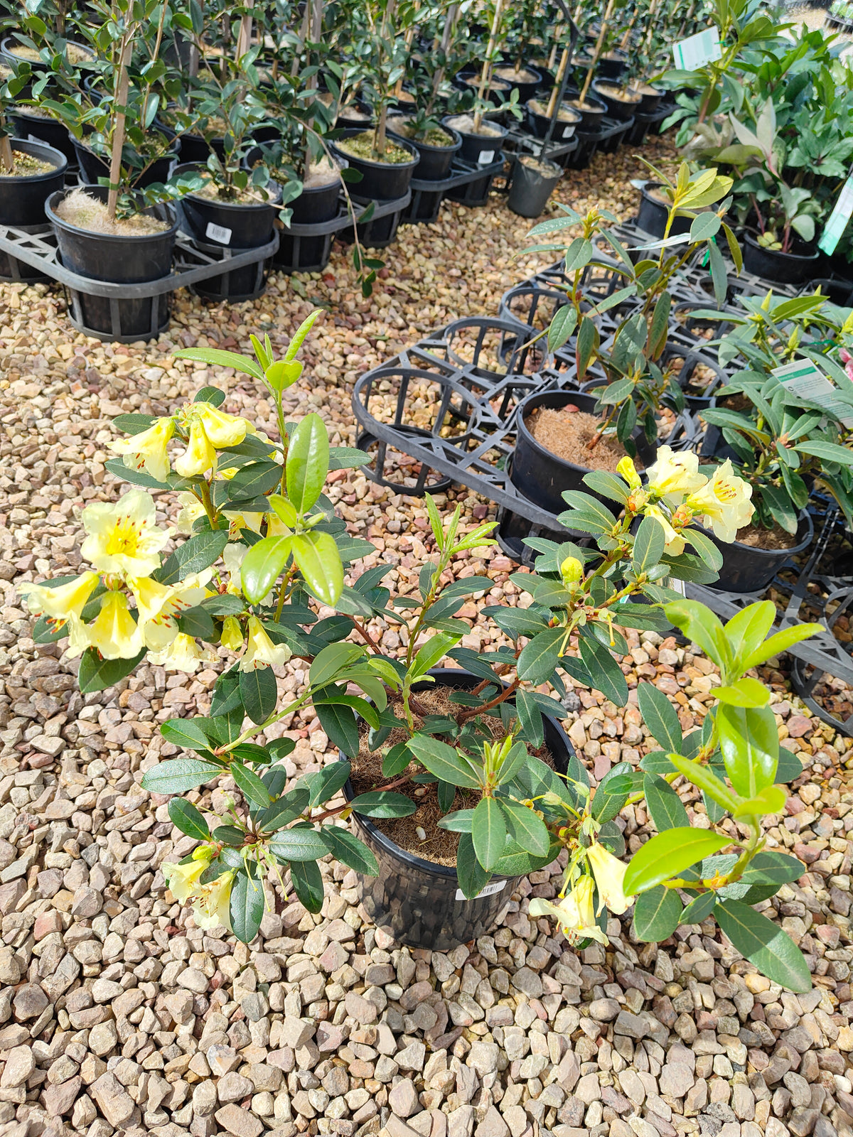 PL0038 Rhododendron, Rhododendron hybrida 杜鹃花 Pot Sizes:  20 cm, 40 cm