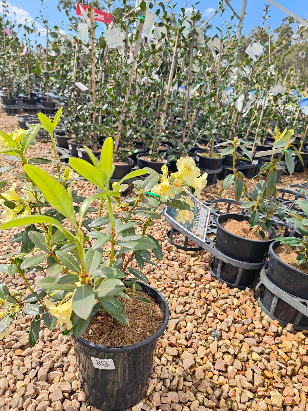 PL0038 Rhododendron, Rhododendron hybrida 杜鹃花 Pot Sizes:  20 cm, 40 cm