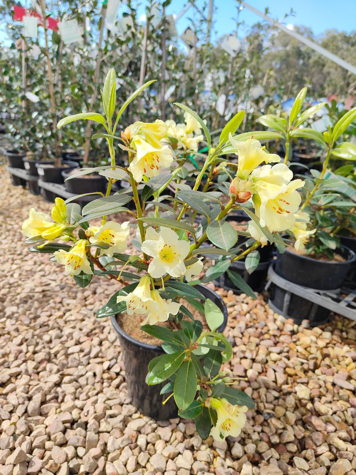 PL0038 Rhododendron, Rhododendron hybrida 杜鹃花 Pot Sizes:  20 cm, 40 cm