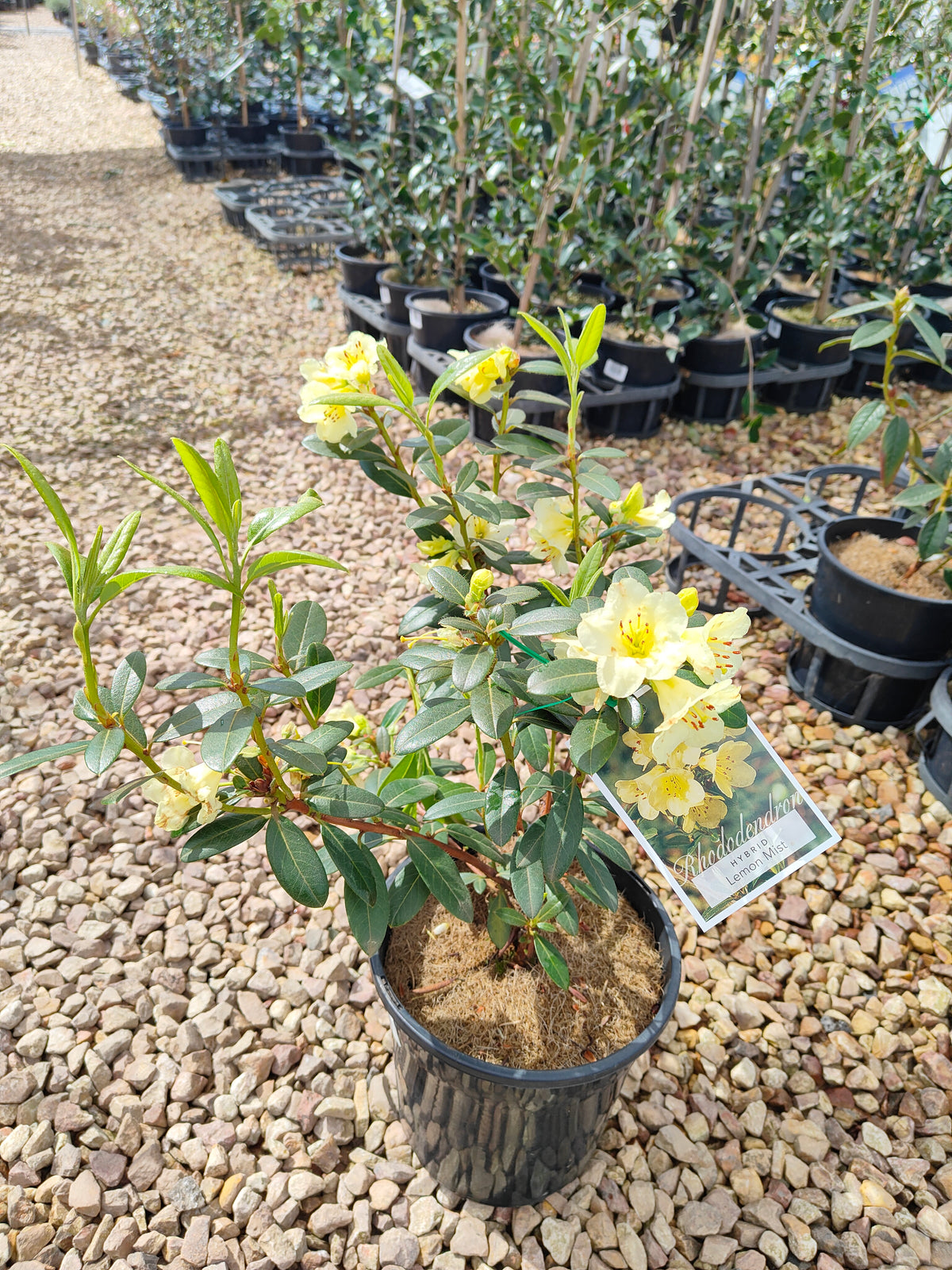 PL0038 Rhododendron, Rhododendron hybrida 杜鹃花 Pot Sizes:  20 cm, 40 cm