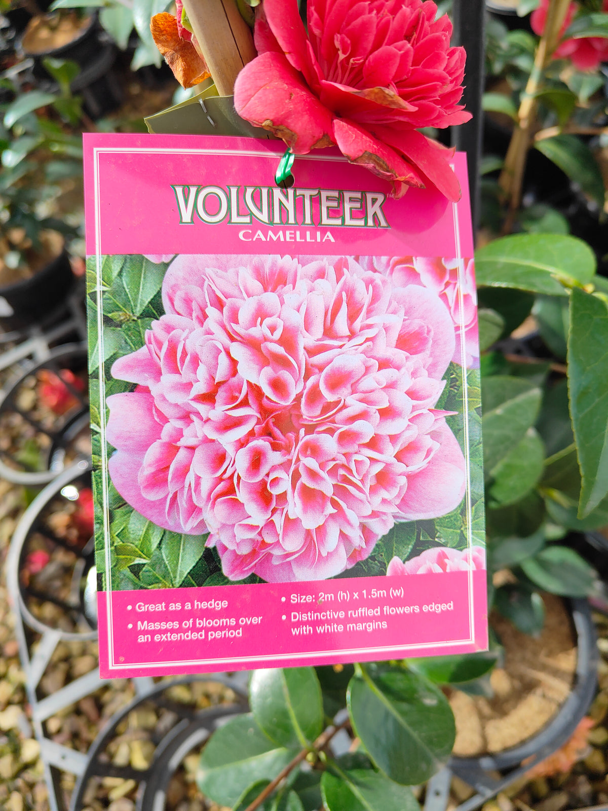 PL0010 Camellia japonica Volunteer, 日本山茶花，Volunteer 品种, 17cm pot