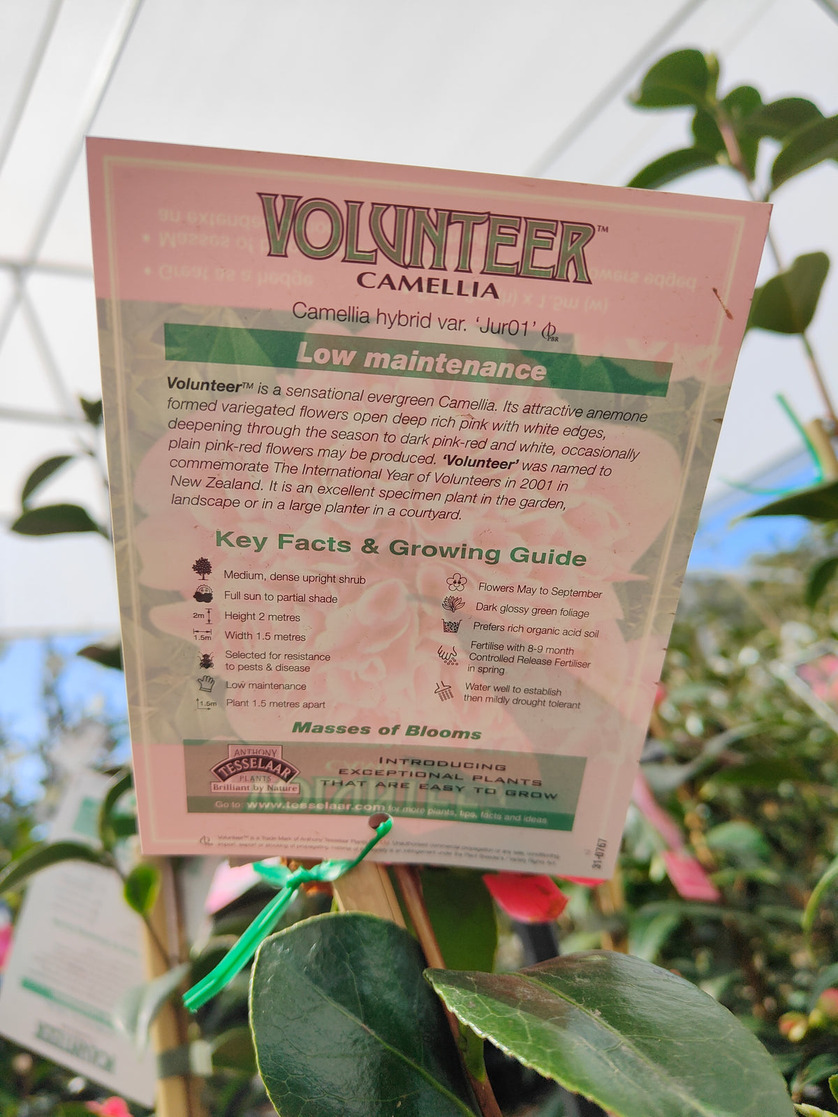 PL0010 Camellia japonica Volunteer, 日本山茶花，Volunteer 品种, 17cm pot