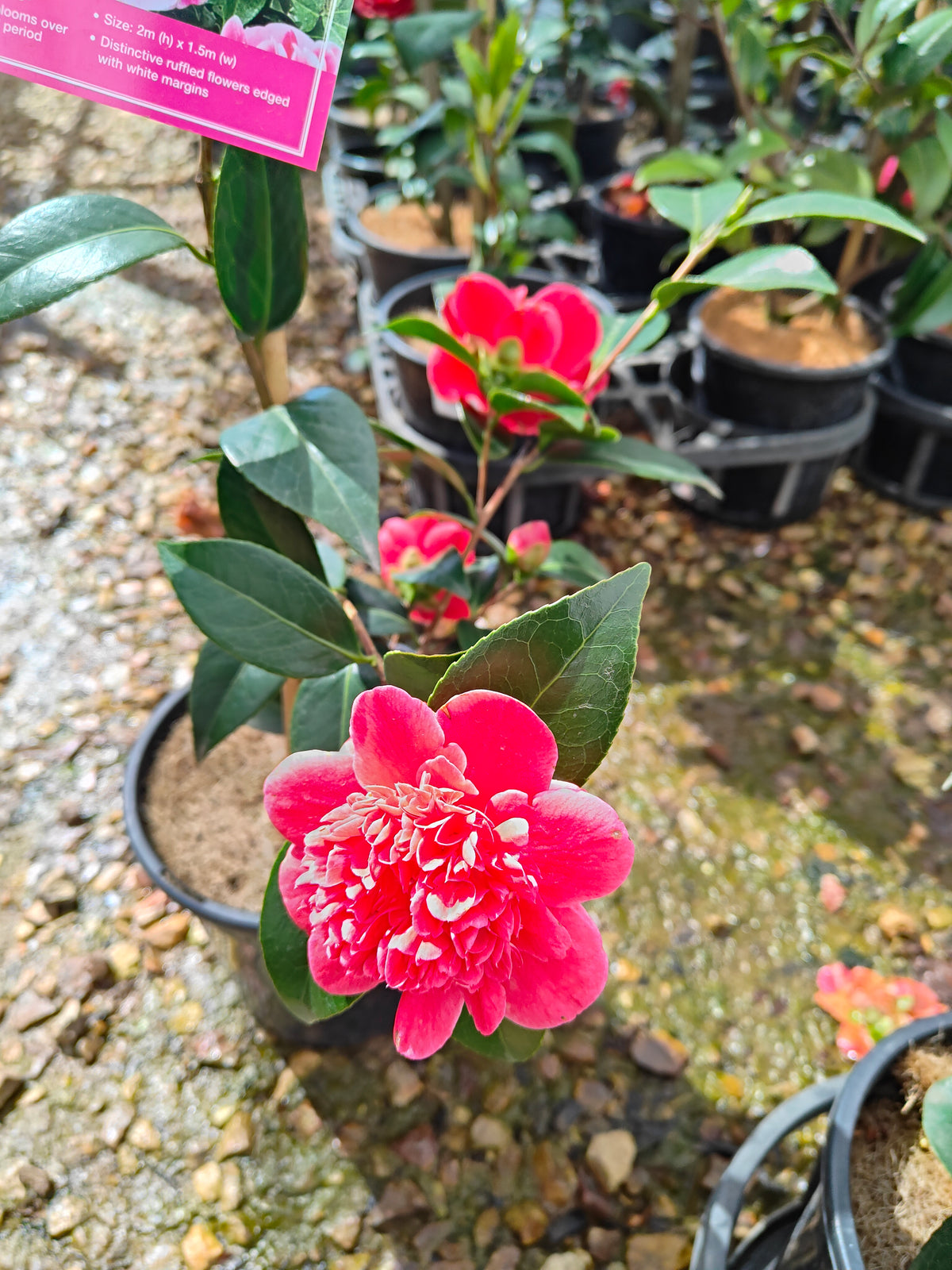 PL0010 Camellia japonica Volunteer, 日本山茶花，Volunteer 品种, 17cm pot