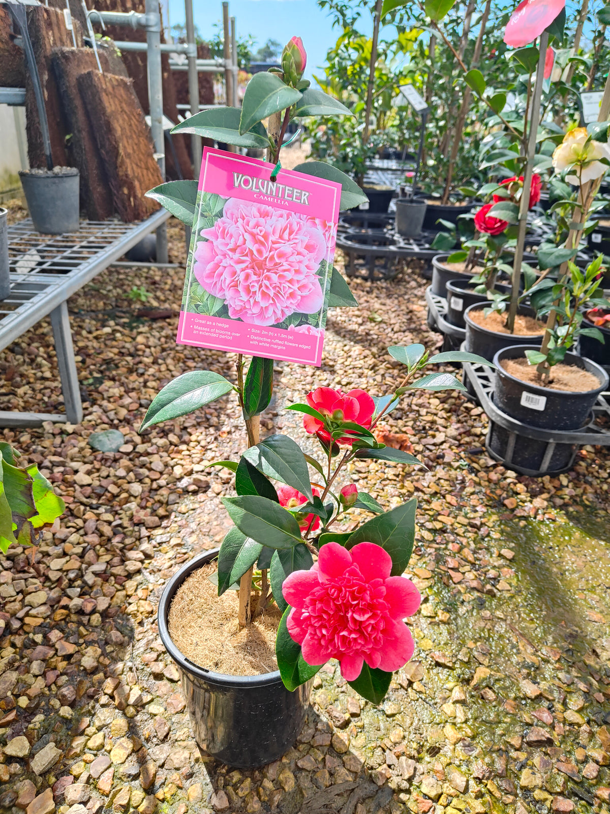 PL0010 Camellia japonica Volunteer, 日本山茶花，Volunteer 品种, 17cm pot