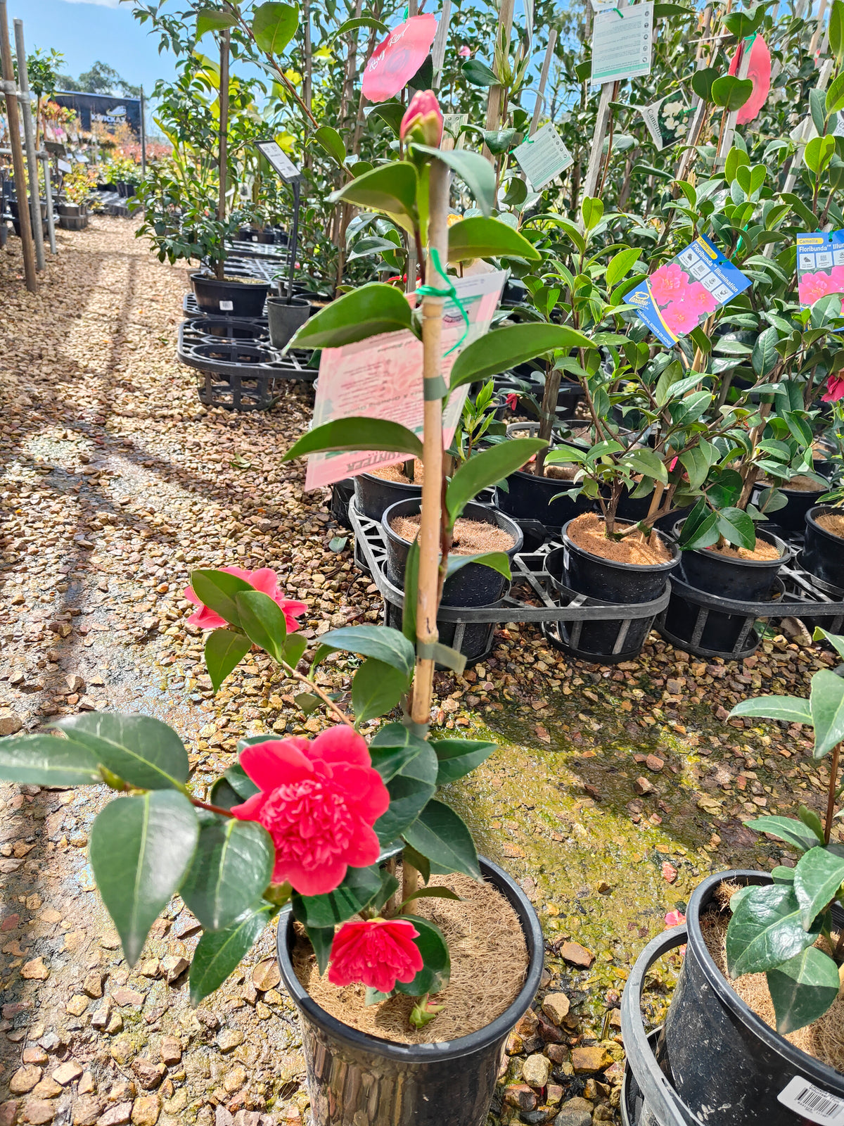 PL0010 Camellia japonica Volunteer, 日本山茶花，Volunteer 品种, 17cm pot