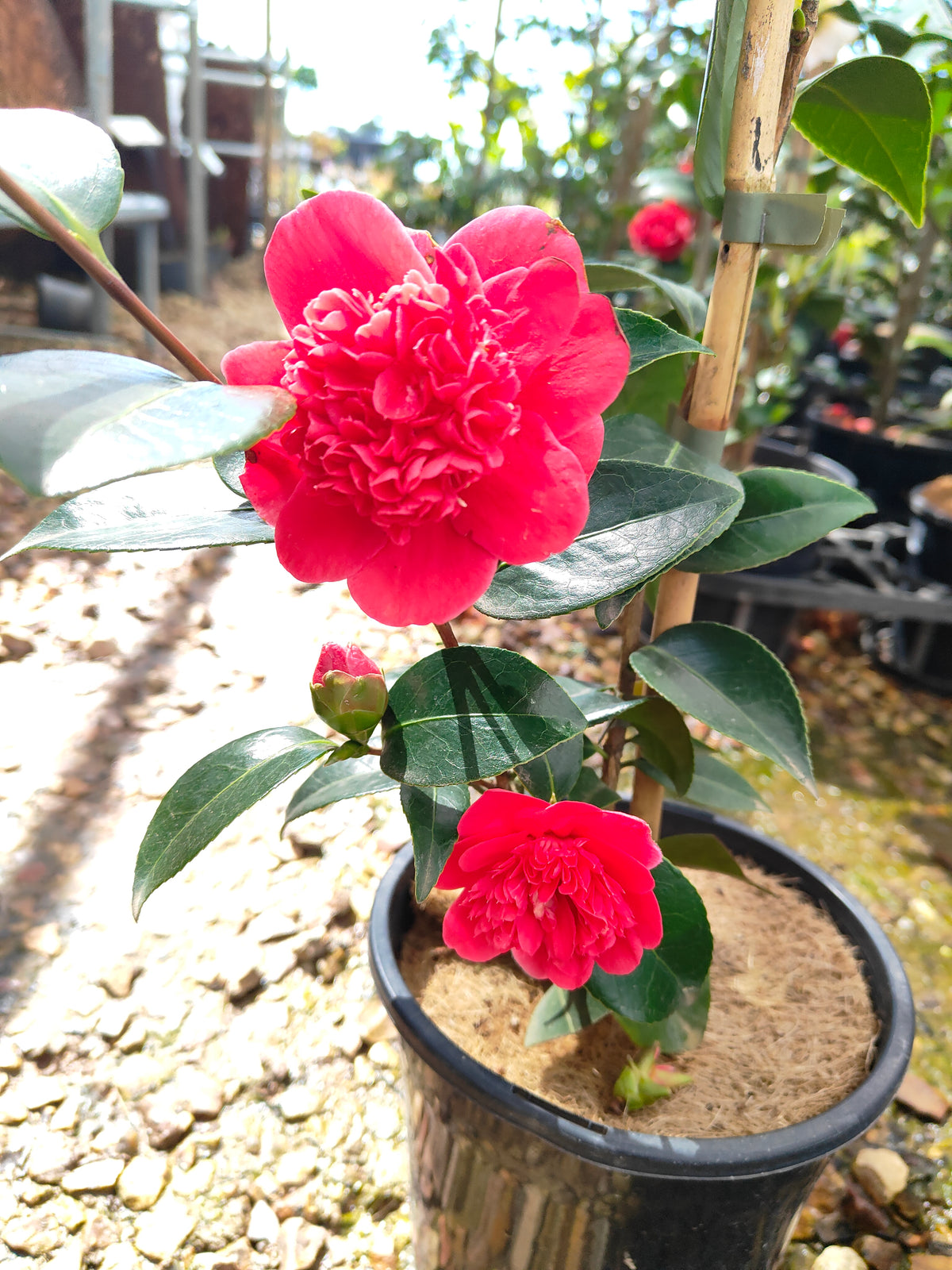 PL0010 Camellia japonica Volunteer, 日本山茶花，Volunteer 品种, 17cm pot