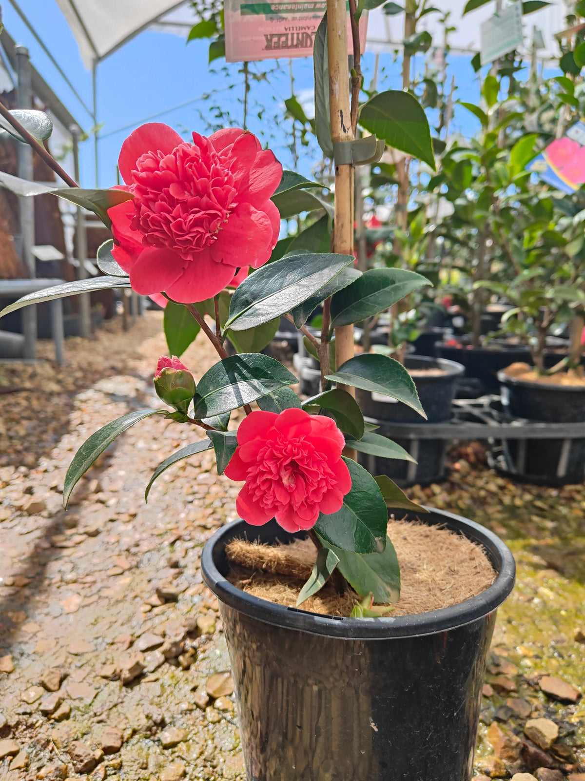 PL0010 Camellia japonica Volunteer, 日本山茶花，Volunteer 品种, 17cm pot