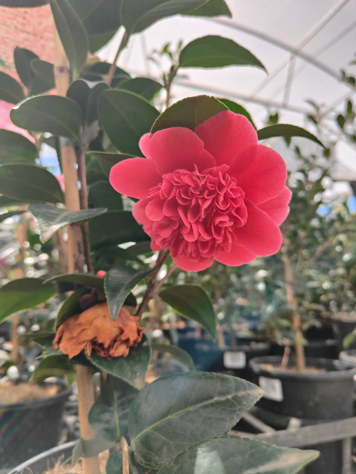 PL0010 Camellia japonica Volunteer, 日本山茶花，Volunteer 品种, 17cm pot