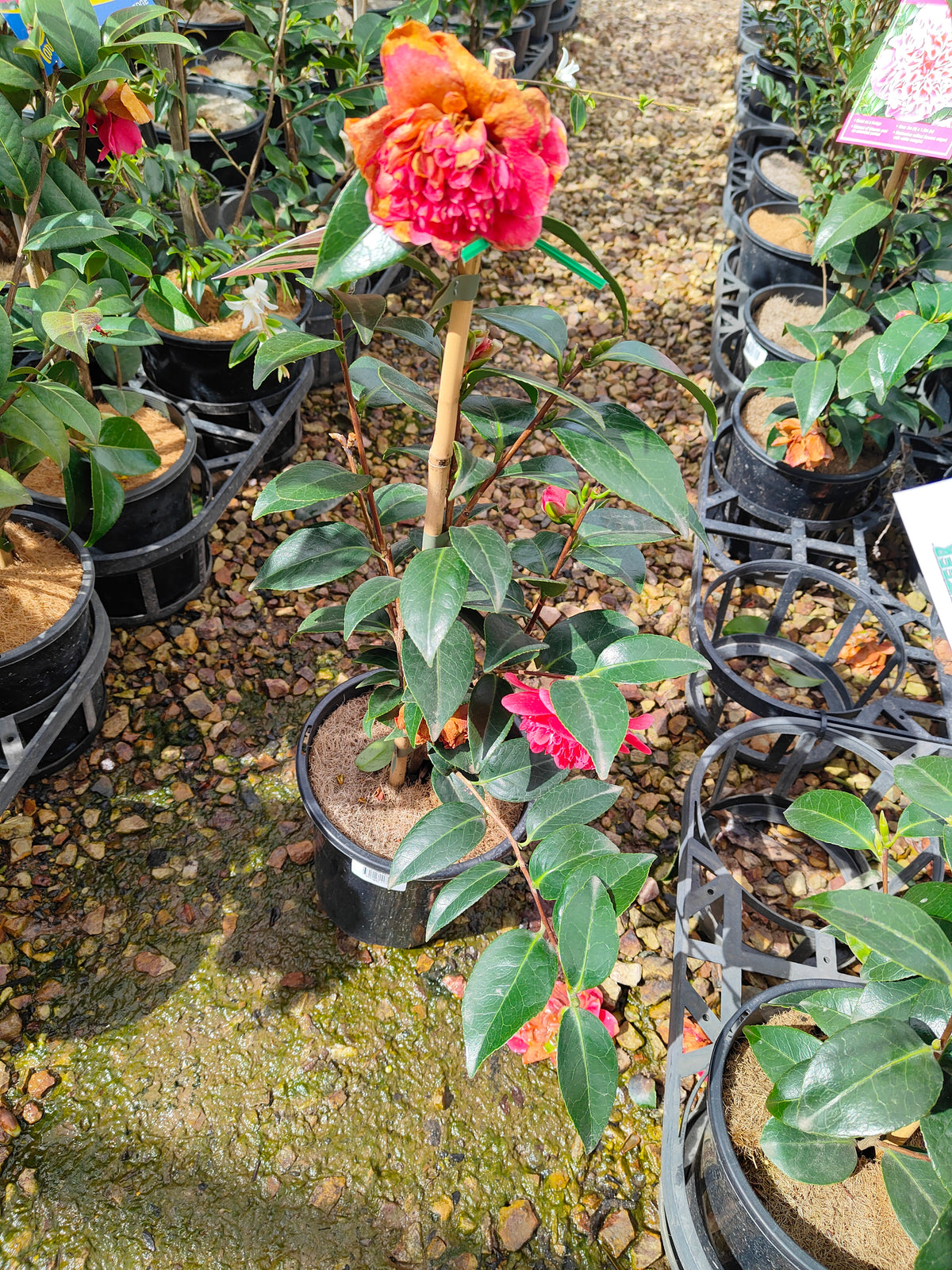 PL0010 Camellia japonica Volunteer, 日本山茶花，Volunteer 品种, 17cm pot