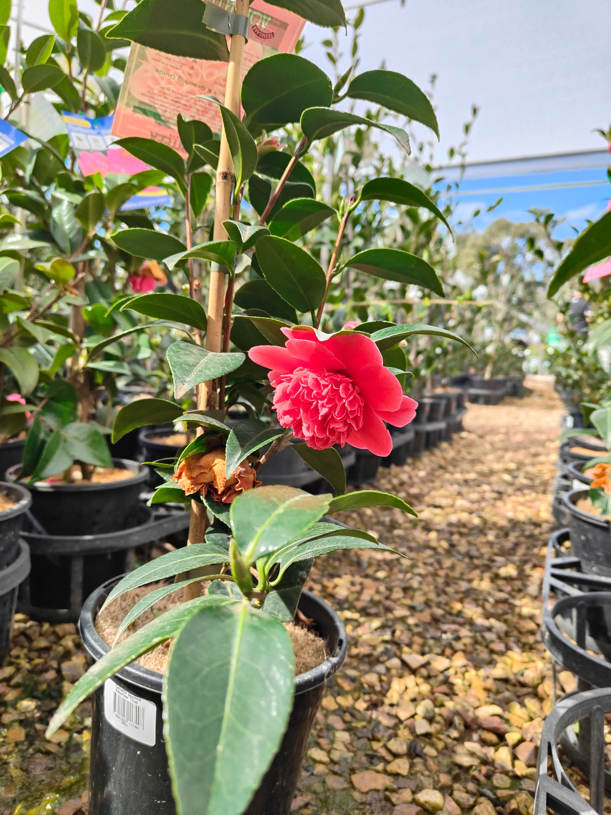 PL0010 Camellia japonica Volunteer, 日本山茶花，Volunteer 品种, 17cm pot