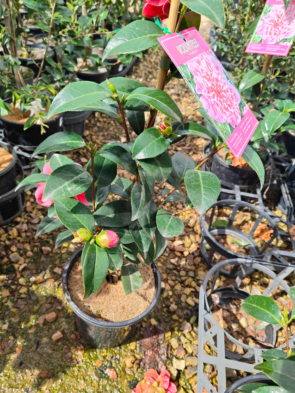 PL0010 Camellia japonica Volunteer, 日本山茶花，Volunteer 品种, 17cm pot