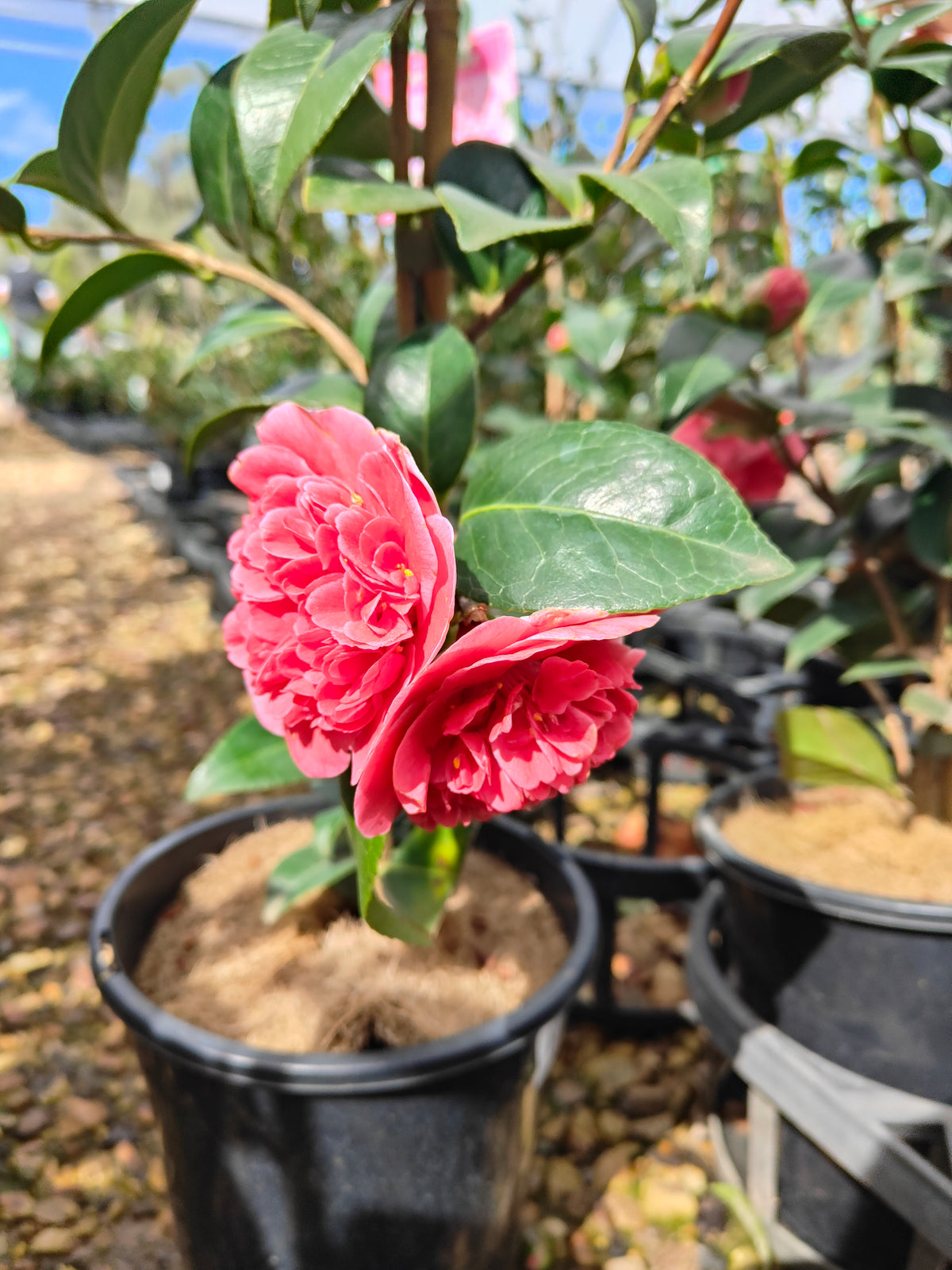 PL0010 Camellia japonica Volunteer, 日本山茶花，Volunteer 品种, 17cm pot