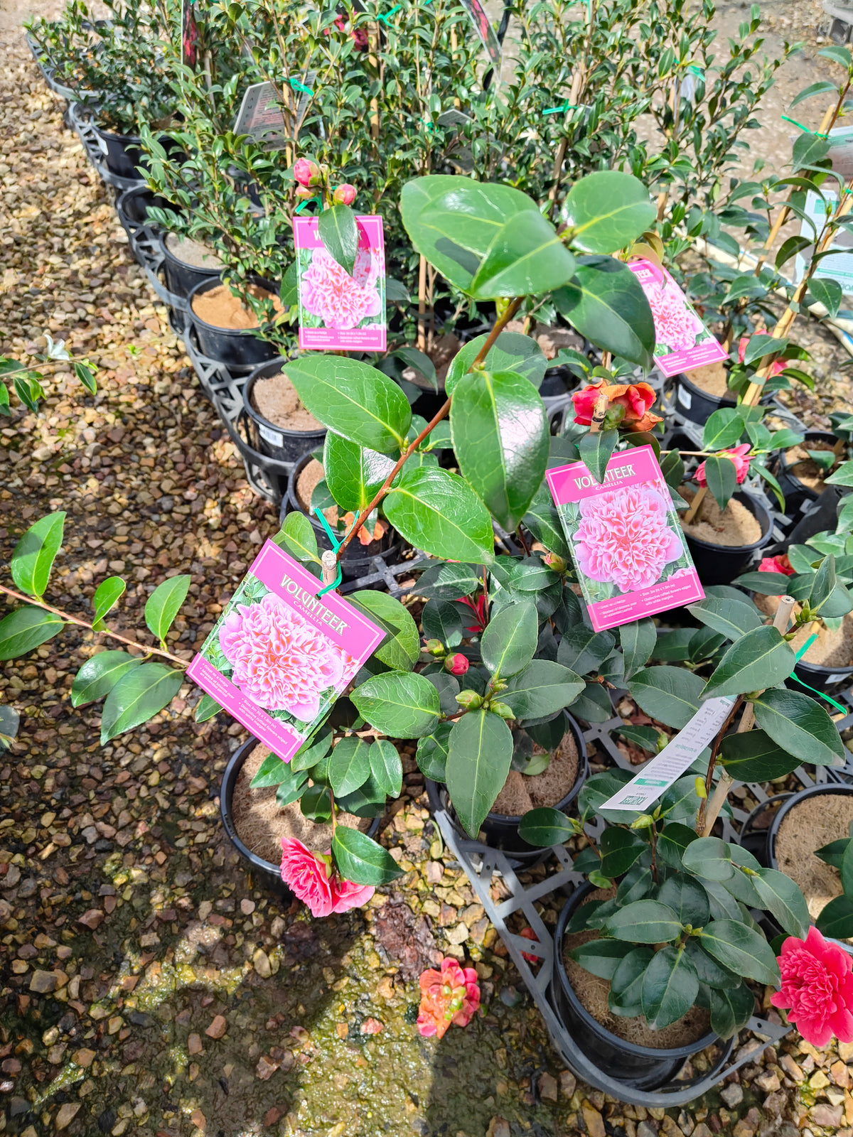 PL0010 Camellia japonica Volunteer, 日本山茶花，Volunteer 品种, 17cm pot