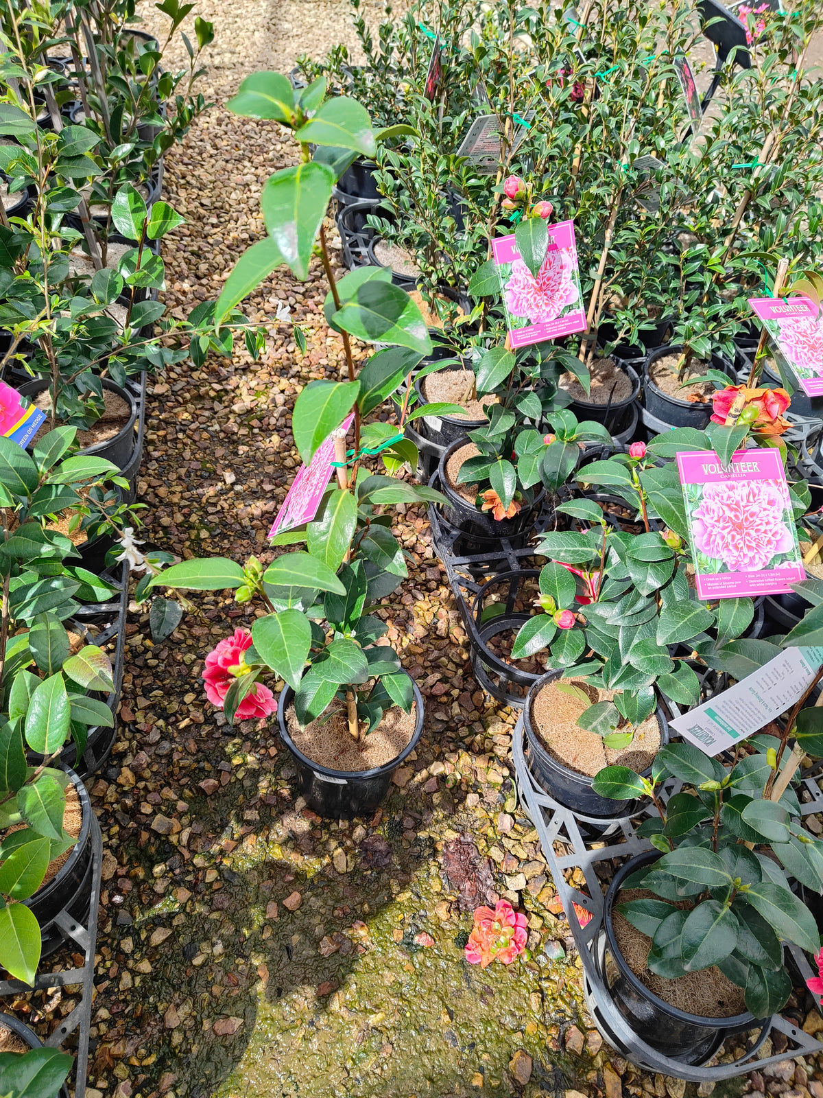 PL0010 Camellia japonica Volunteer, 日本山茶花，Volunteer 品种, 17cm pot