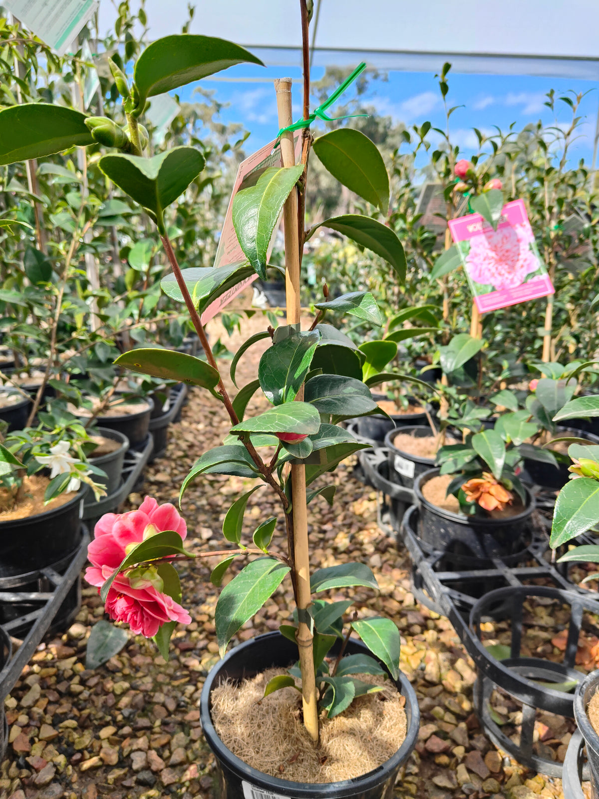 PL0010 Camellia japonica Volunteer, 日本山茶花，Volunteer 品种, 17cm pot