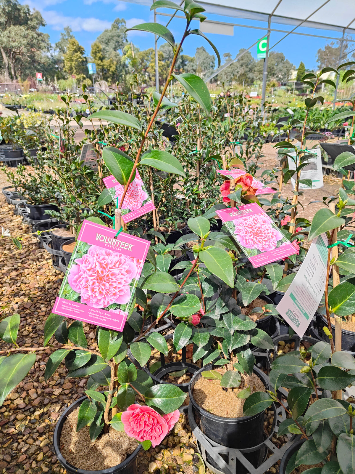 PL0010 Camellia japonica Volunteer, 日本山茶花，Volunteer 品种, 17cm pot