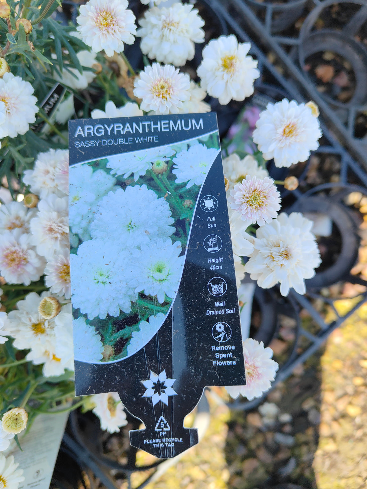 PL003  Marguerite Daisy, Paris Daisy, Federation Daisy, Argyranthemum frutescens Double White  重瓣白花木茼蒿  玛格丽特菊、巴黎雏菊、联邦雏菊, 14cm pot