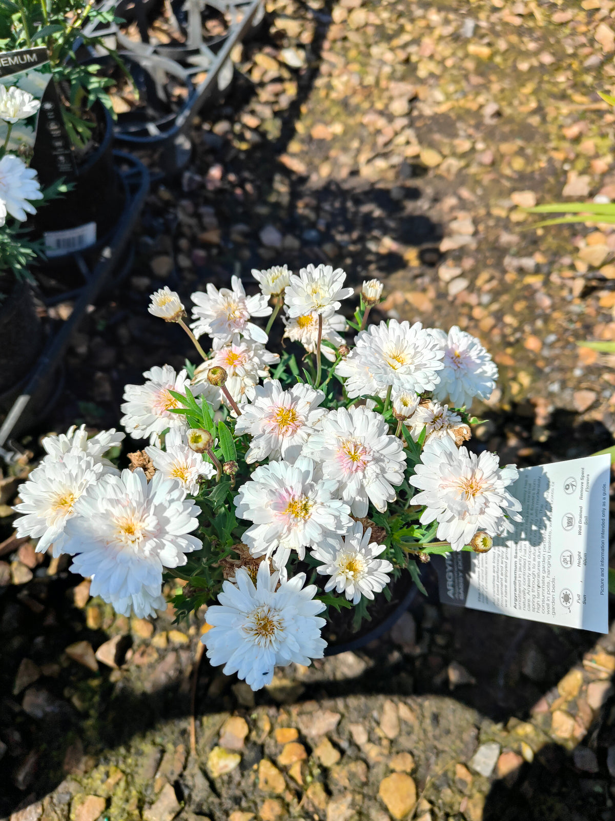 PL003  Marguerite Daisy, Paris Daisy, Federation Daisy, Argyranthemum frutescens Double White  重瓣白花木茼蒿  玛格丽特菊、巴黎雏菊、联邦雏菊, 14cm pot