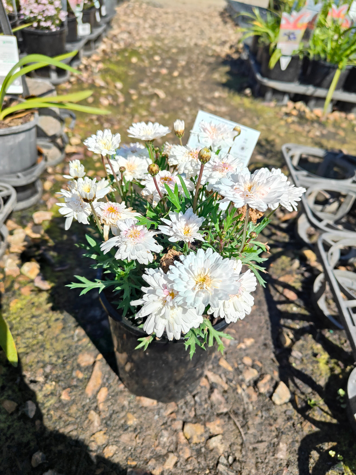 PL003  Marguerite Daisy, Paris Daisy, Federation Daisy, Argyranthemum frutescens Double White  重瓣白花木茼蒿  玛格丽特菊、巴黎雏菊、联邦雏菊, 14cm pot
