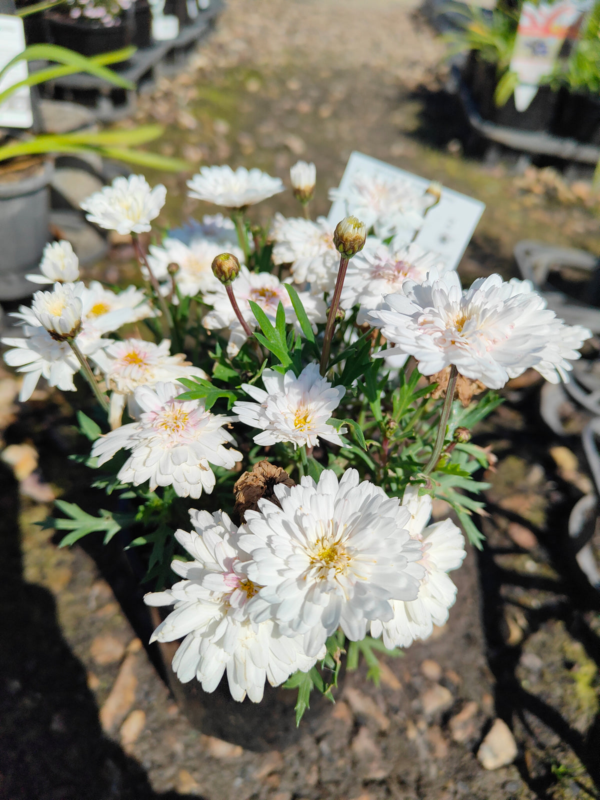 PL003  Marguerite Daisy, Paris Daisy, Federation Daisy, Argyranthemum frutescens Double White  重瓣白花木茼蒿  玛格丽特菊、巴黎雏菊、联邦雏菊, 14cm pot
