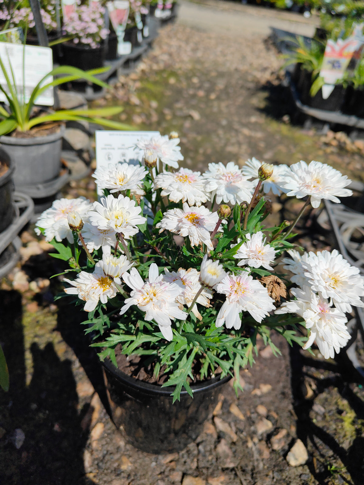 PL003  Marguerite Daisy, Paris Daisy, Federation Daisy, Argyranthemum frutescens Double White  重瓣白花木茼蒿  玛格丽特菊、巴黎雏菊、联邦雏菊, 14cm pot