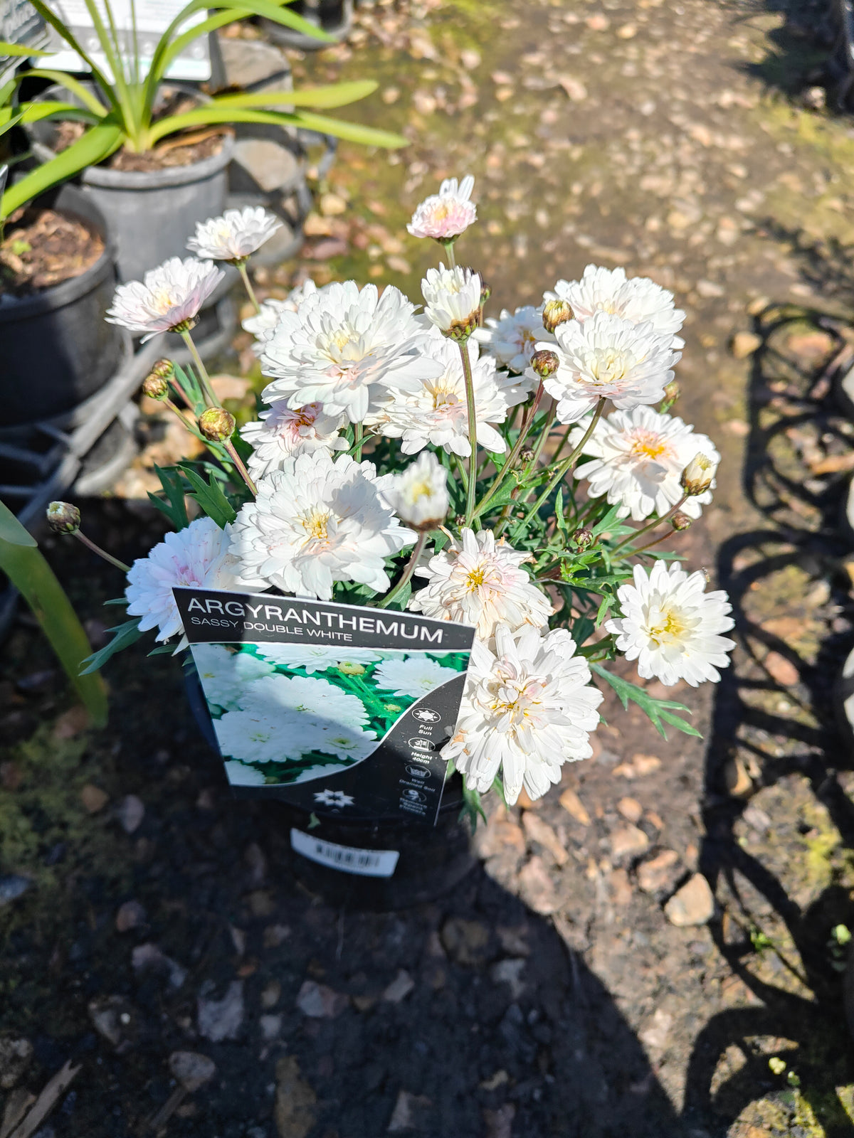 PL003  Marguerite Daisy, Paris Daisy, Federation Daisy, Argyranthemum frutescens Double White  重瓣白花木茼蒿  玛格丽特菊、巴黎雏菊、联邦雏菊, 14cm pot