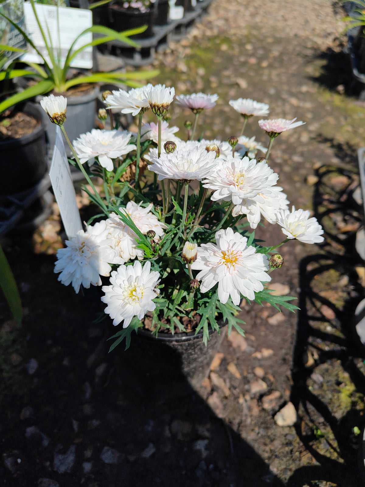 PL003  Marguerite Daisy, Paris Daisy, Federation Daisy, Argyranthemum frutescens Double White  重瓣白花木茼蒿  玛格丽特菊、巴黎雏菊、联邦雏菊, 14cm pot