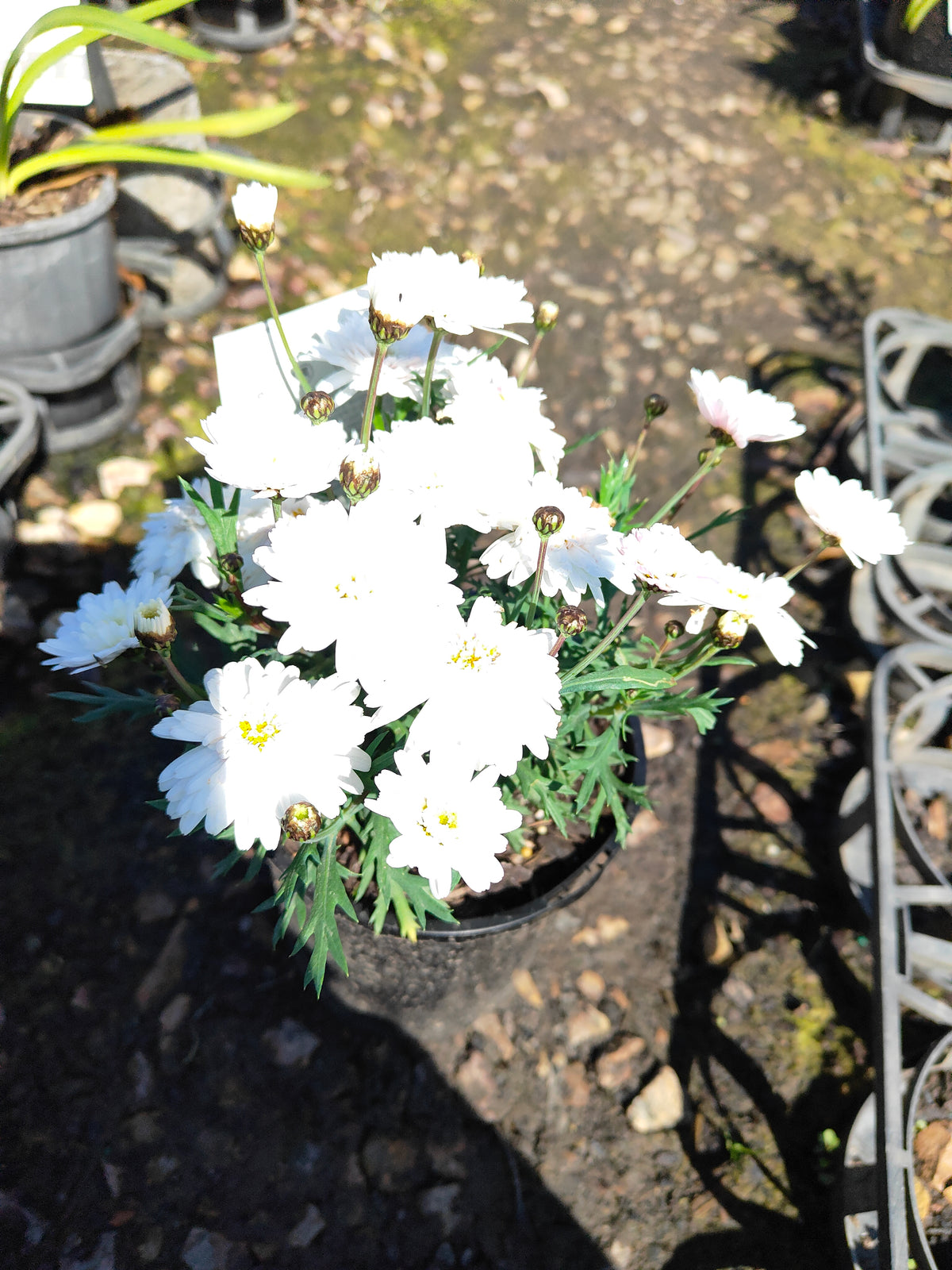 PL003  Marguerite Daisy, Paris Daisy, Federation Daisy, Argyranthemum frutescens Double White  重瓣白花木茼蒿  玛格丽特菊、巴黎雏菊、联邦雏菊, 14cm pot