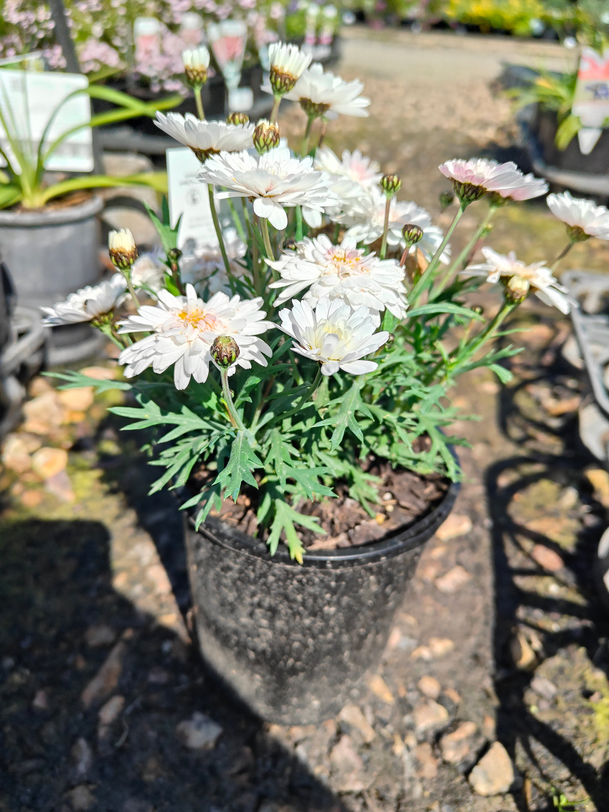 PL003  Marguerite Daisy, Paris Daisy, Federation Daisy, Argyranthemum frutescens Double White  重瓣白花木茼蒿  玛格丽特菊、巴黎雏菊、联邦雏菊, 14cm pot