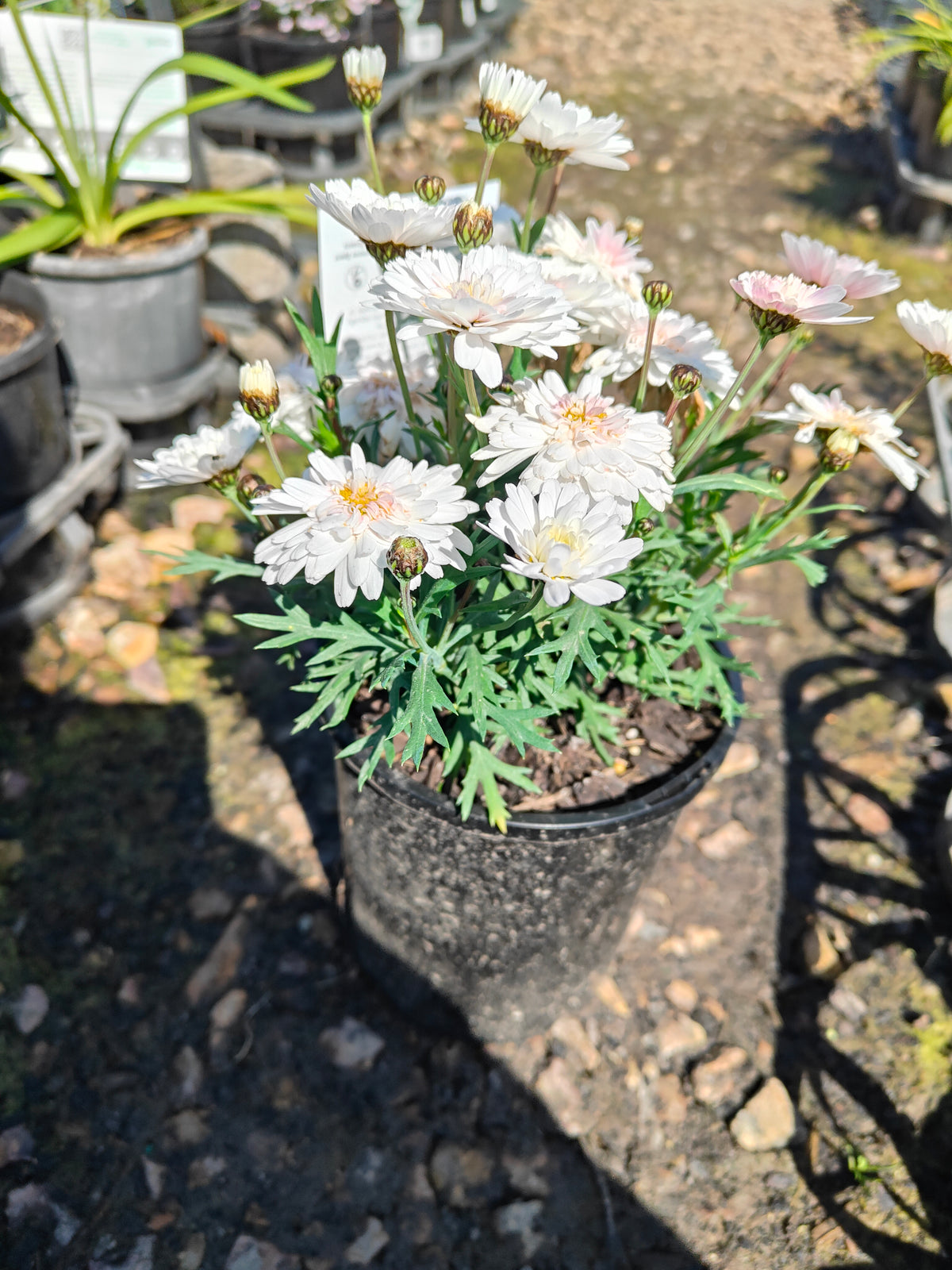 PL003  Marguerite Daisy, Paris Daisy, Federation Daisy, Argyranthemum frutescens Double White  重瓣白花木茼蒿  玛格丽特菊、巴黎雏菊、联邦雏菊, 14cm pot
