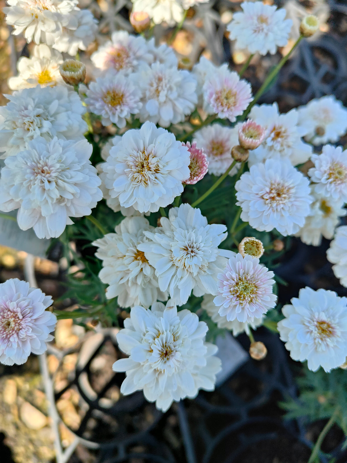 PL003  Marguerite Daisy, Paris Daisy, Federation Daisy, Argyranthemum frutescens Double White  重瓣白花木茼蒿  玛格丽特菊、巴黎雏菊、联邦雏菊, 14cm pot