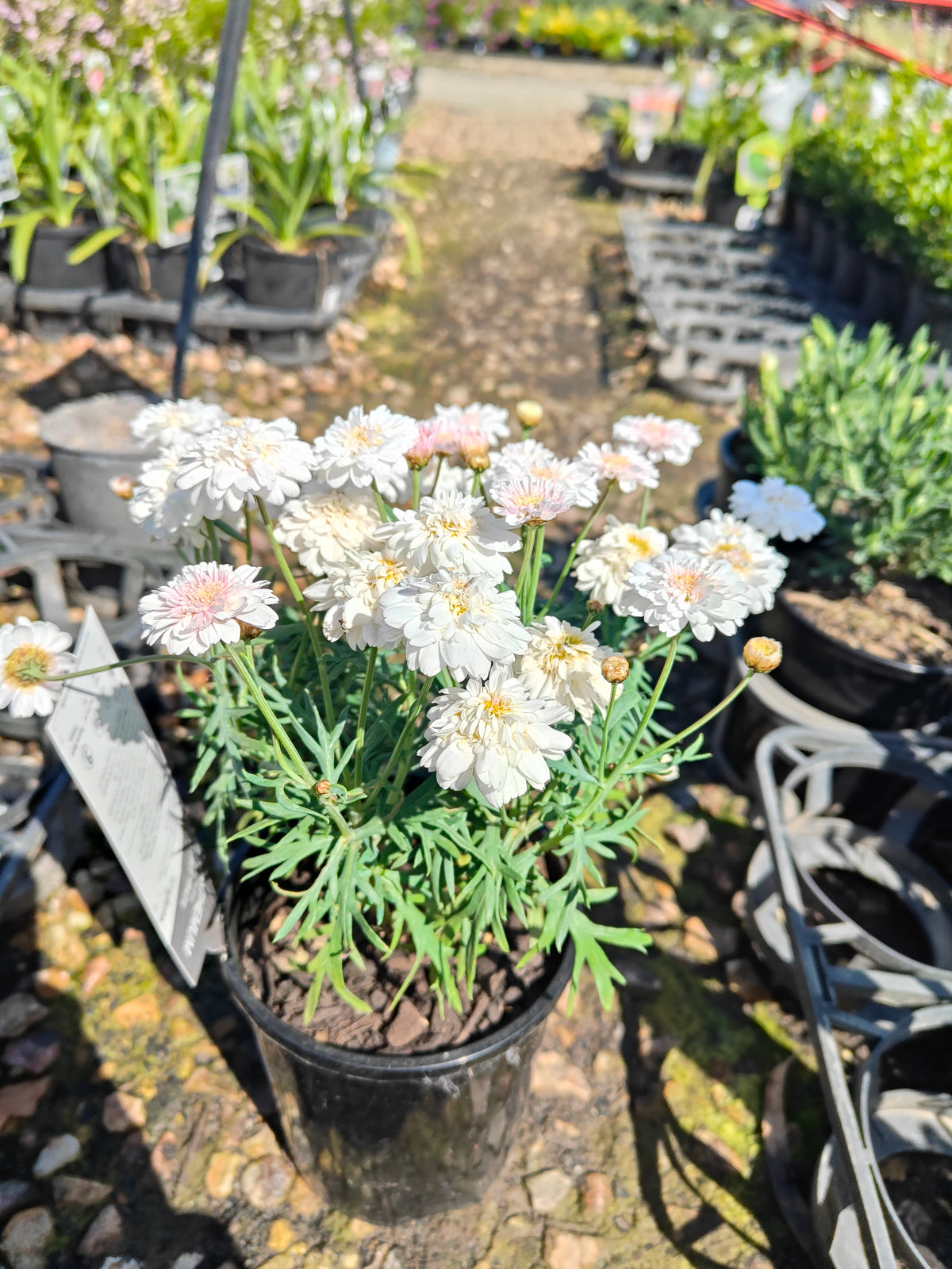 PL003  Marguerite Daisy, Paris Daisy, Federation Daisy, Argyranthemum frutescens Double White  重瓣白花木茼蒿  玛格丽特菊、巴黎雏菊、联邦雏菊, 14cm pot
