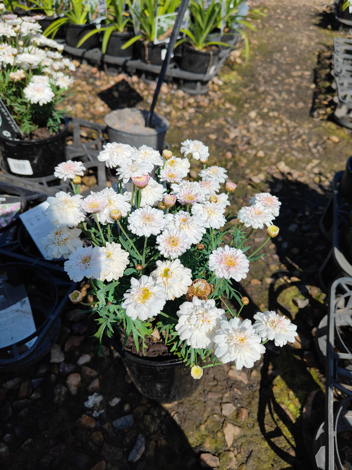 PL003  Marguerite Daisy, Paris Daisy, Federation Daisy, Argyranthemum frutescens Double White  重瓣白花木茼蒿  玛格丽特菊、巴黎雏菊、联邦雏菊, 14cm pot
