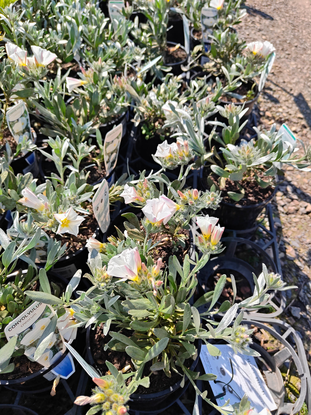 PL0015 Silver Bush, Silverbush, Shrubby Bindweed, Silvery Bindweed, Convolvulus cneorum 银灌木、银叶旋花、灌木旋花、银色旋花 Pot Sizes: 14 cm, 20 cm