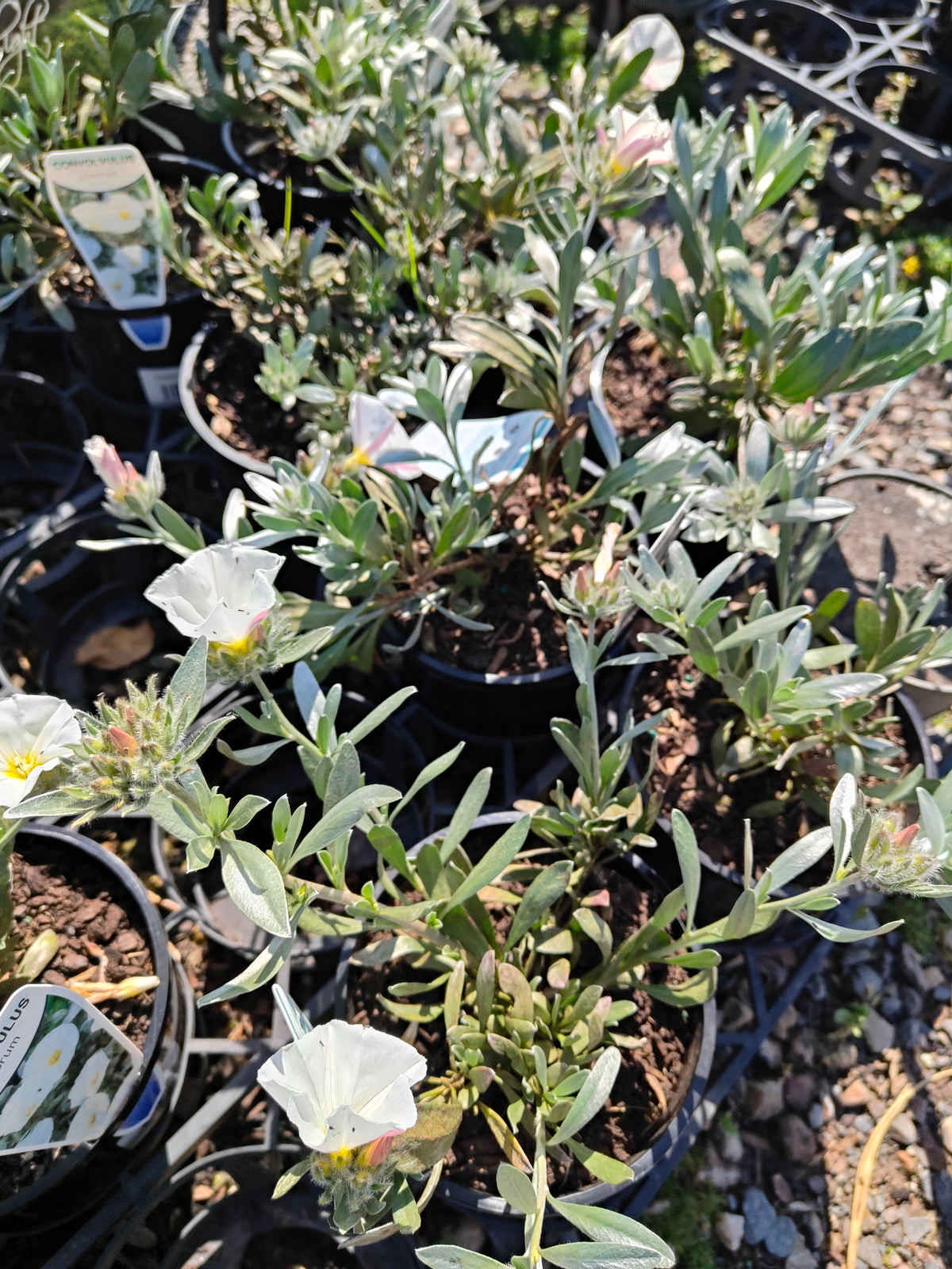 PL0015 Silver Bush, Silverbush, Shrubby Bindweed, Silvery Bindweed, Convolvulus cneorum 银灌木、银叶旋花、灌木旋花、银色旋花 Pot Sizes: 14 cm, 20 cm