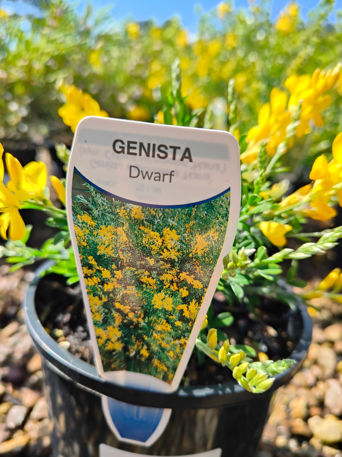 PL0016 Dwarf Yellow Broom, Cytisus racemosus Nana  矮生黄 broom（Dwarf Yellow Broom，矮生黄花金雀花）Pot Sizes: 14 cm, 20 cm