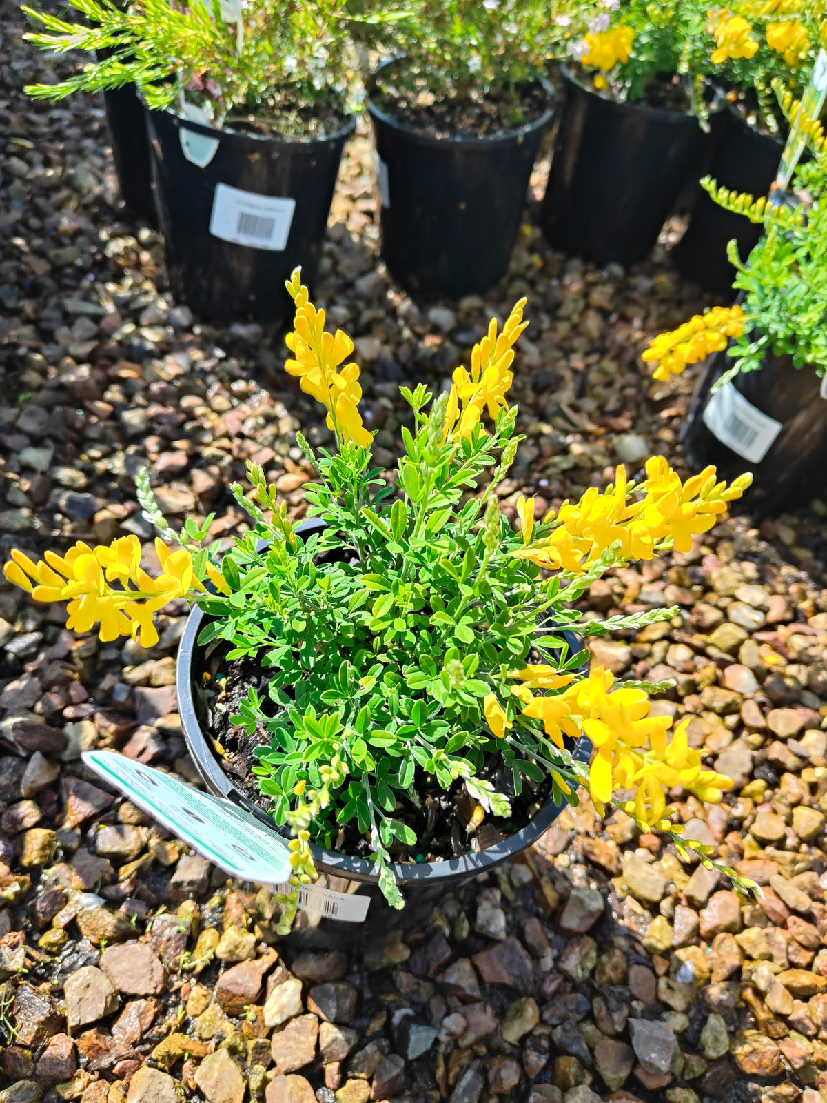 PL0016 Dwarf Yellow Broom, Cytisus racemosus Nana  矮生黄 broom（Dwarf Yellow Broom，矮生黄花金雀花）Pot Sizes: 14 cm, 20 cm